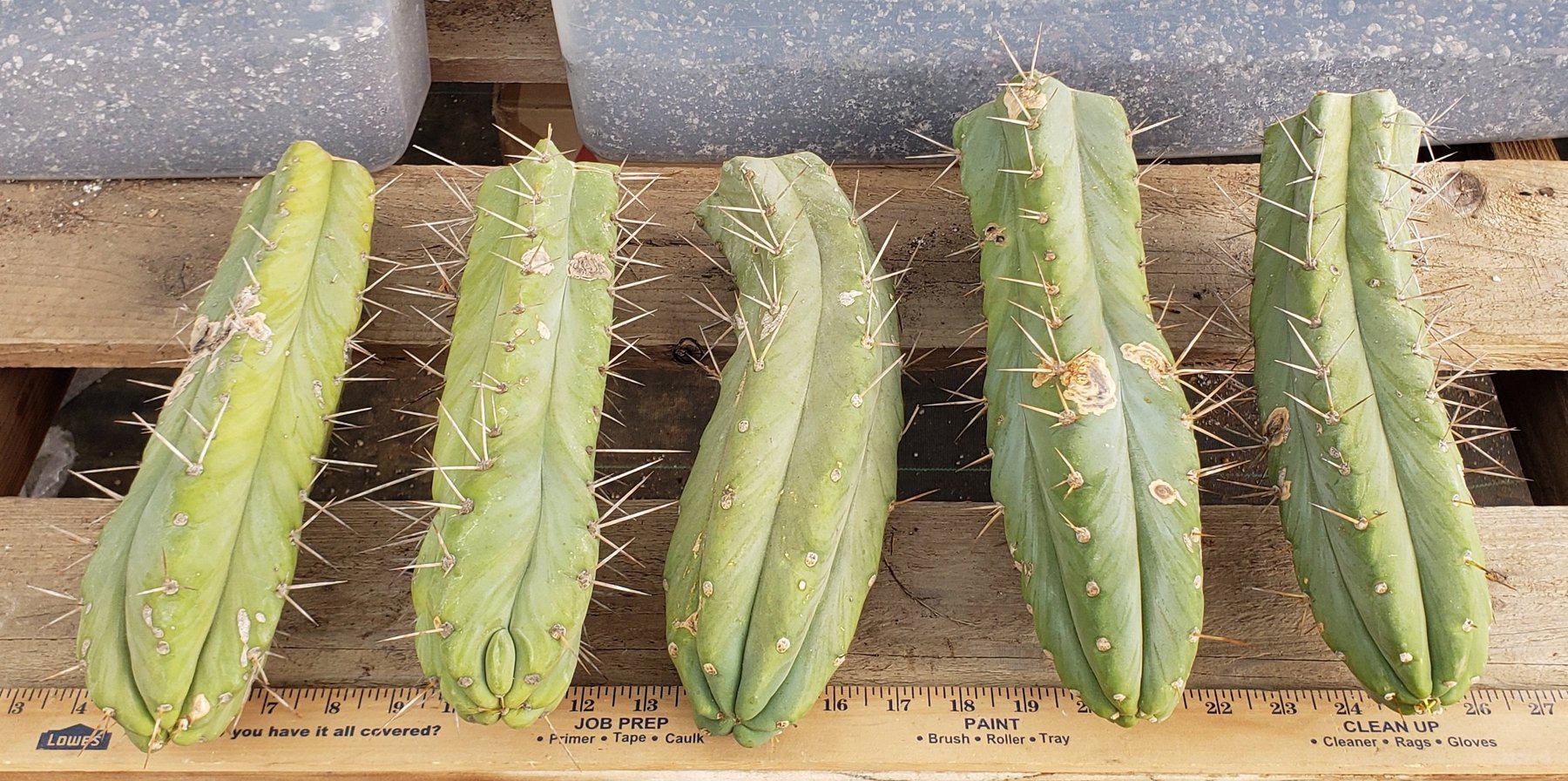 #EC26 EXACT Trichocereus Bridgesii Cactus CUTTINGs 13"-Cactus - Large - Exact-The Succulent Source