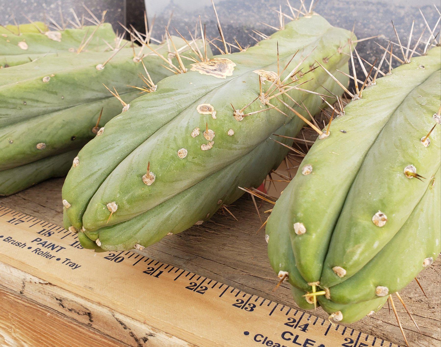 #EC26 EXACT Trichocereus Bridgesii Cactus CUTTINGs 13"-Cactus - Large - Exact-The Succulent Source