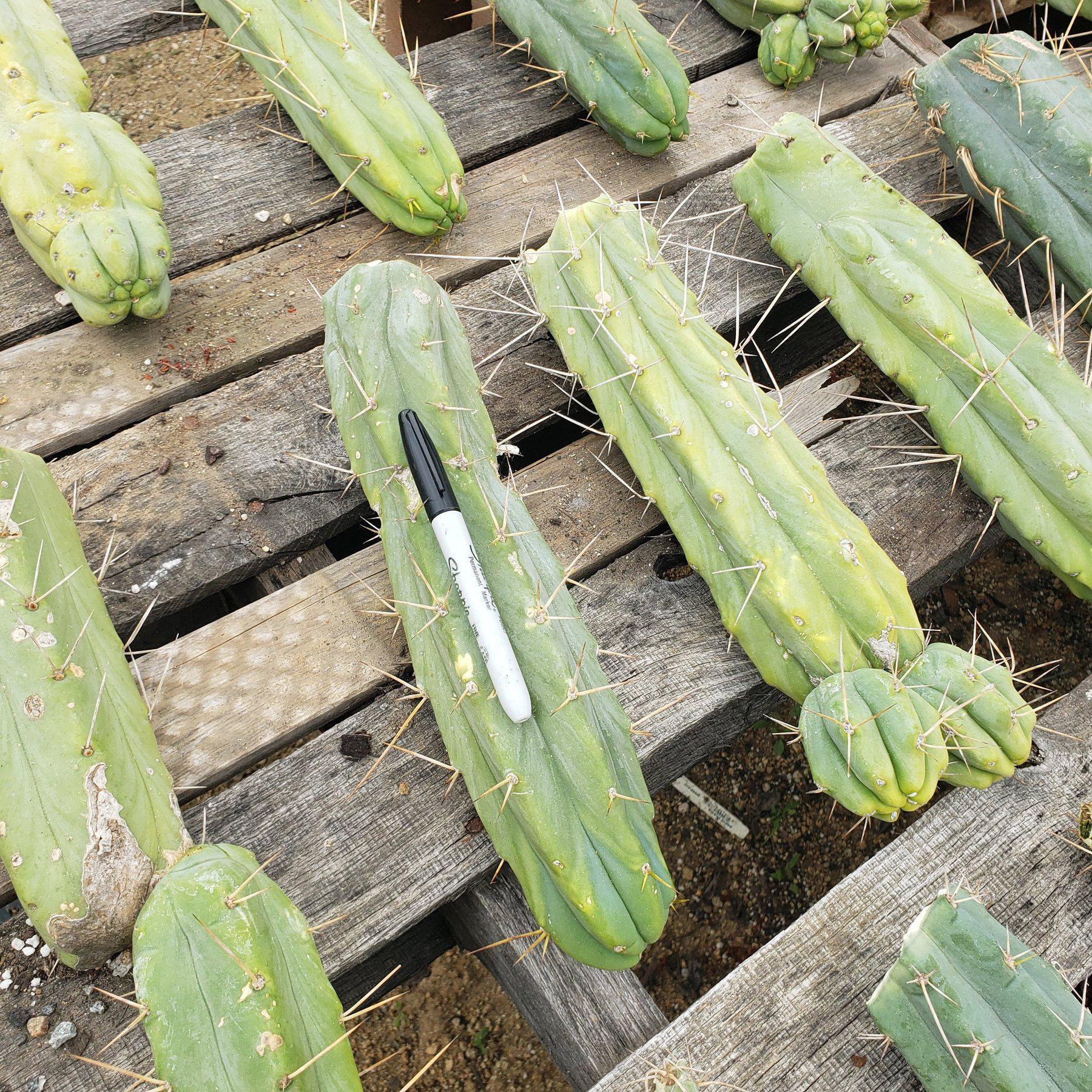 #EC26 EXACT Trichocereus Bridgesii Fatter Cactus CUTTING 12"-Cactus - Large - Exact-The Succulent Source