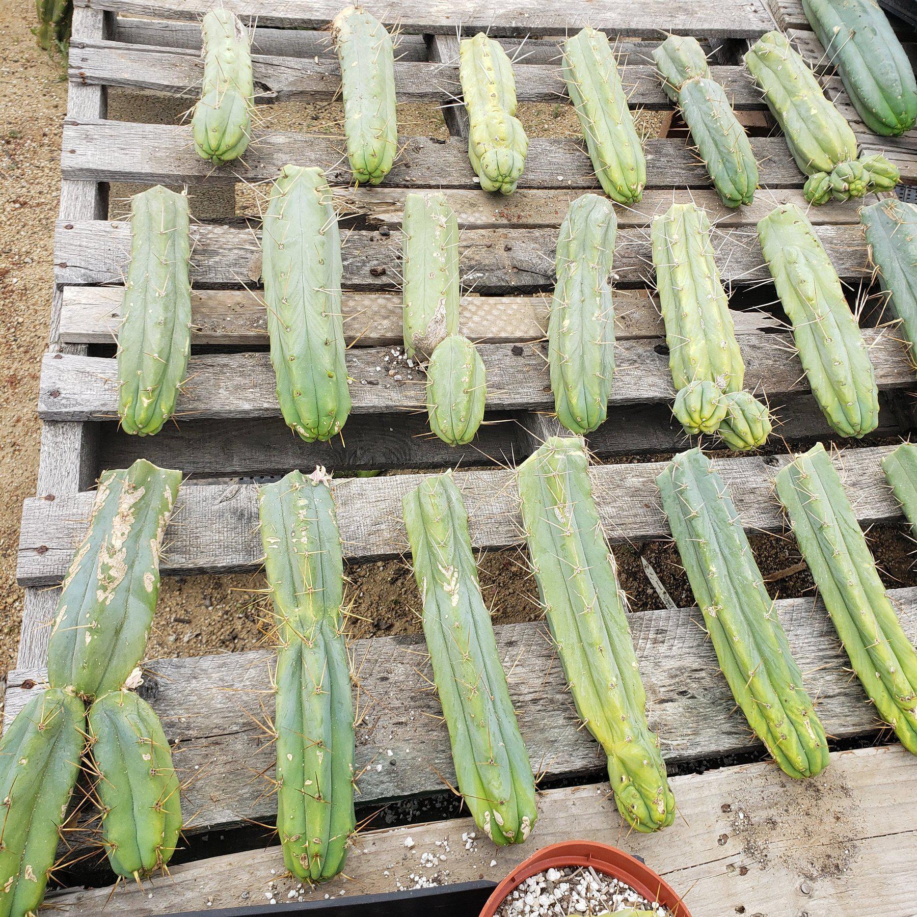 #EC26 EXACT Trichocereus Bridgesii Fatter Cactus CUTTING 12"-Cactus - Large - Exact-The Succulent Source
