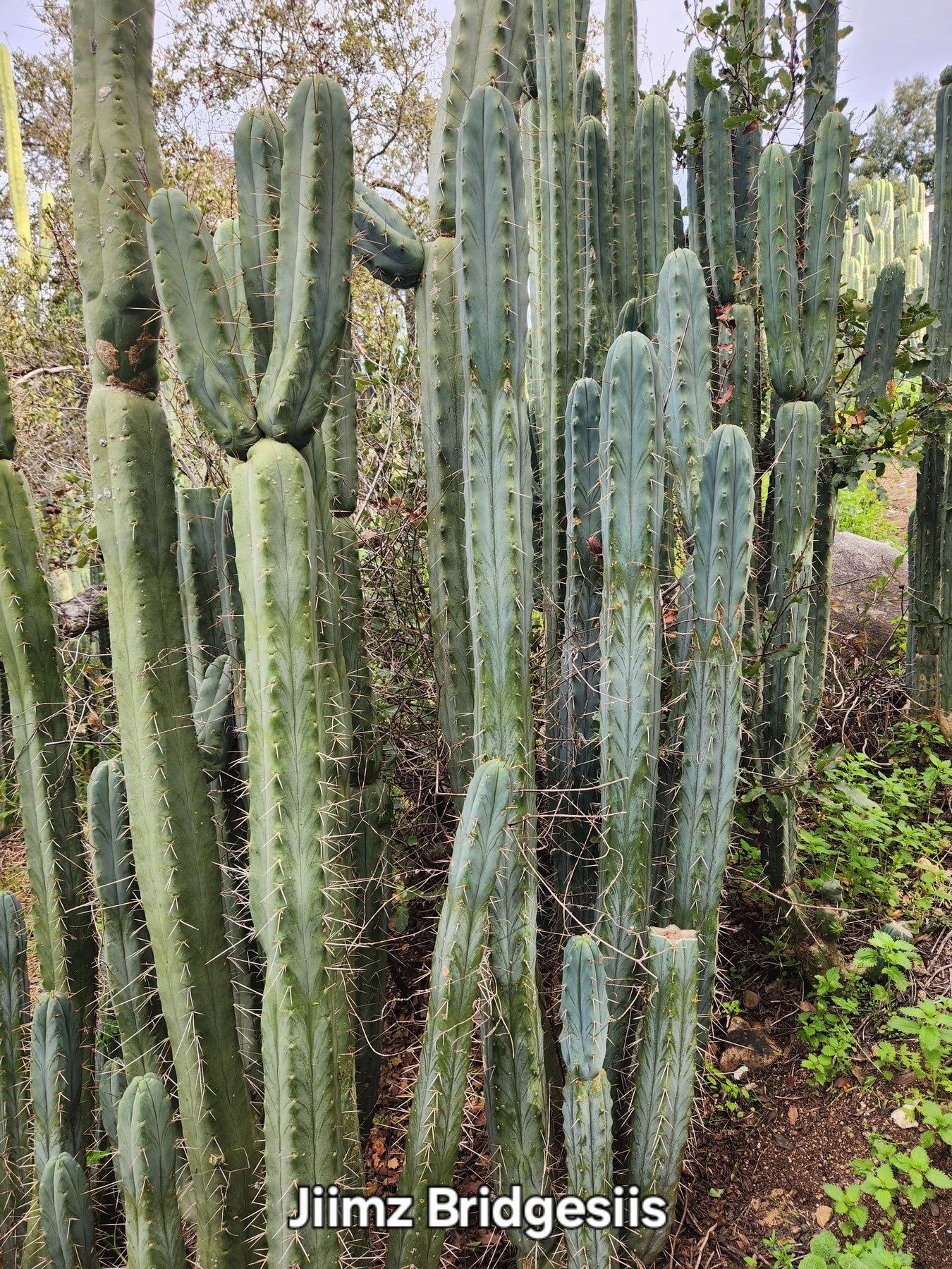 #EC26 EXACT Trichocereus Bridgesii Jiimz Cactus CUTTINGS various sizes-Cactus - Large - Exact-The Succulent Source