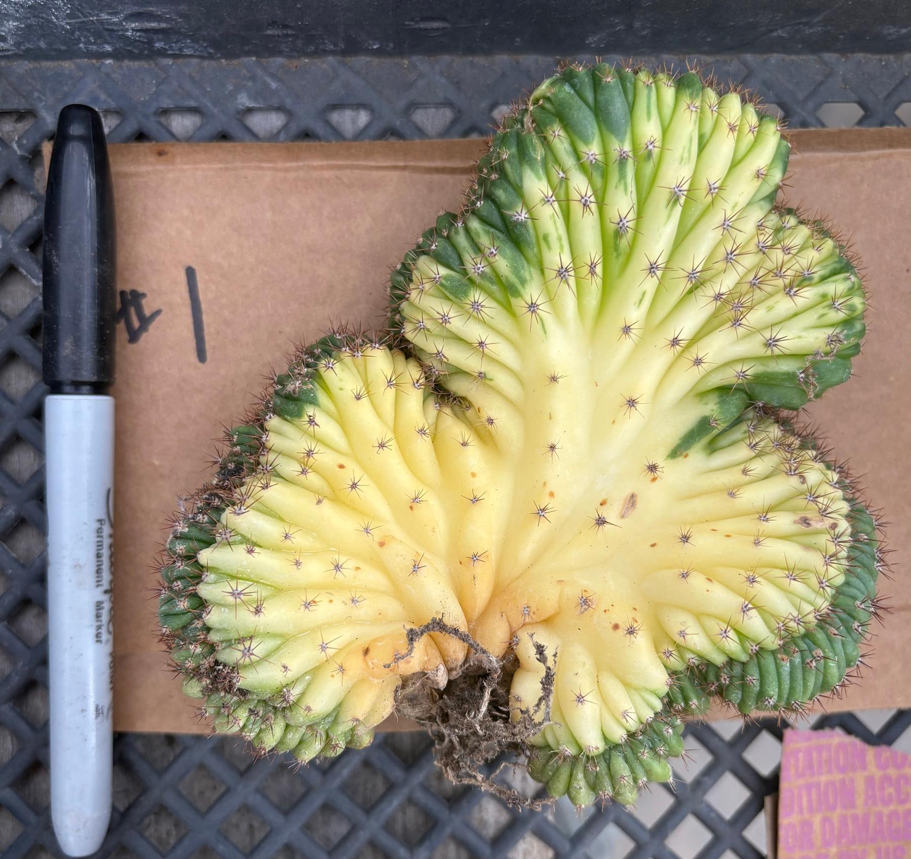 #EC260 EXACT Trichocereus Pachanoi Variegated & Crested Cactus BareRoot-Cactus - Large - Exact-The Succulent Source