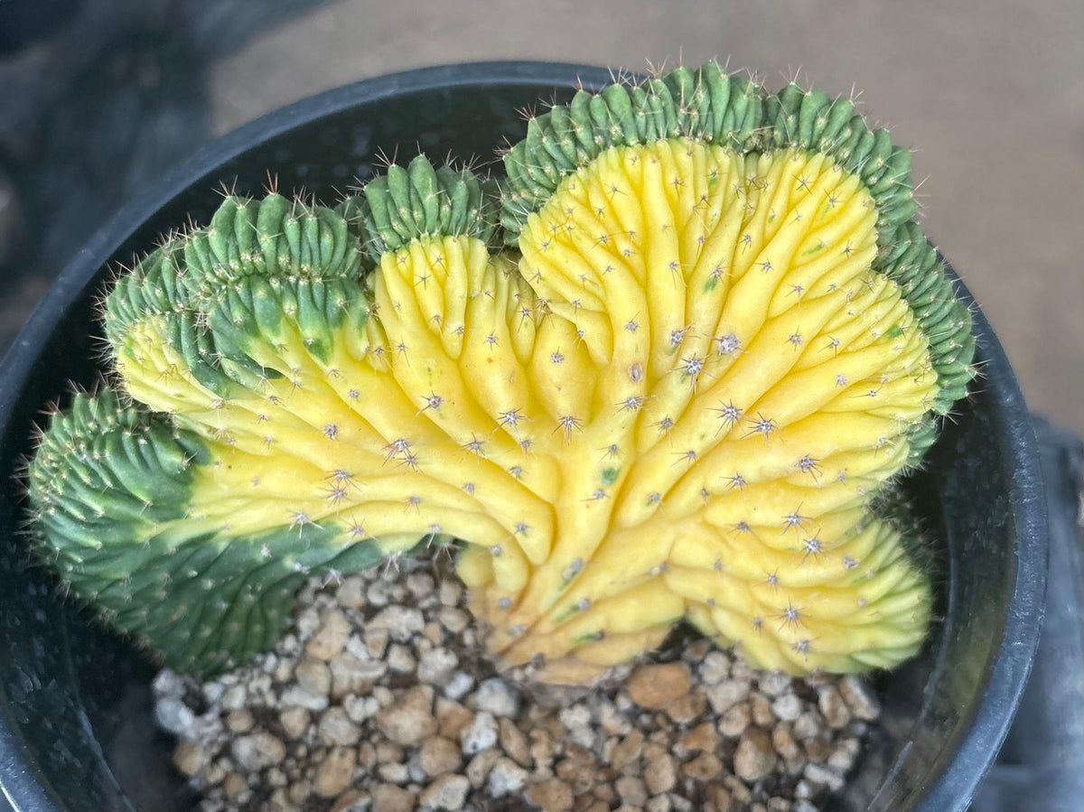 #EC260 EXACT Trichocereus Pachanoi Variegated & Crested Cactus BareRoot-Cactus - Large - Exact-The Succulent Source