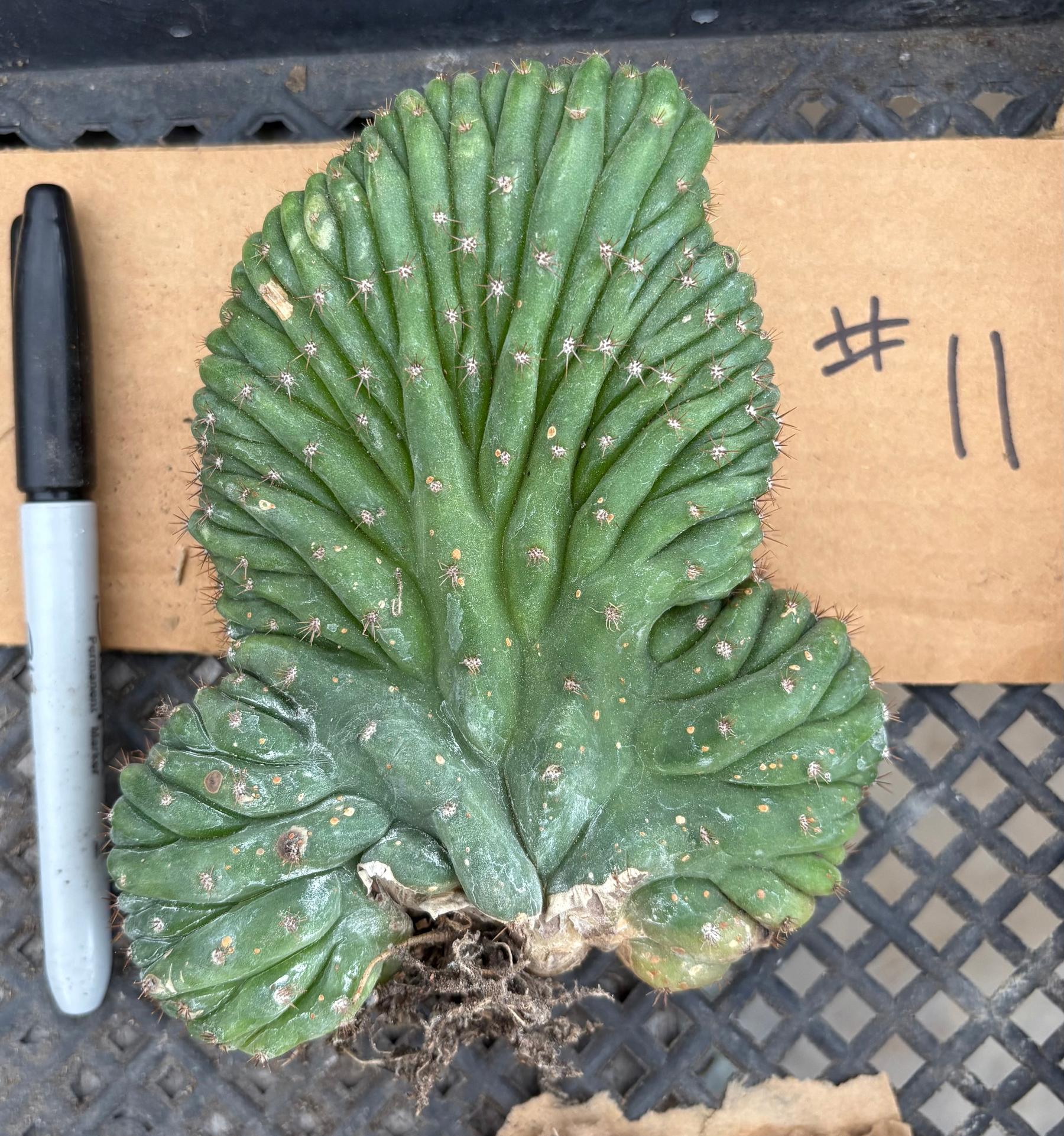 #EC260 EXACT Trichocereus Pachanoi Variegated & Crested Cactus BareRoot-Cactus - Large - Exact-The Succulent Source