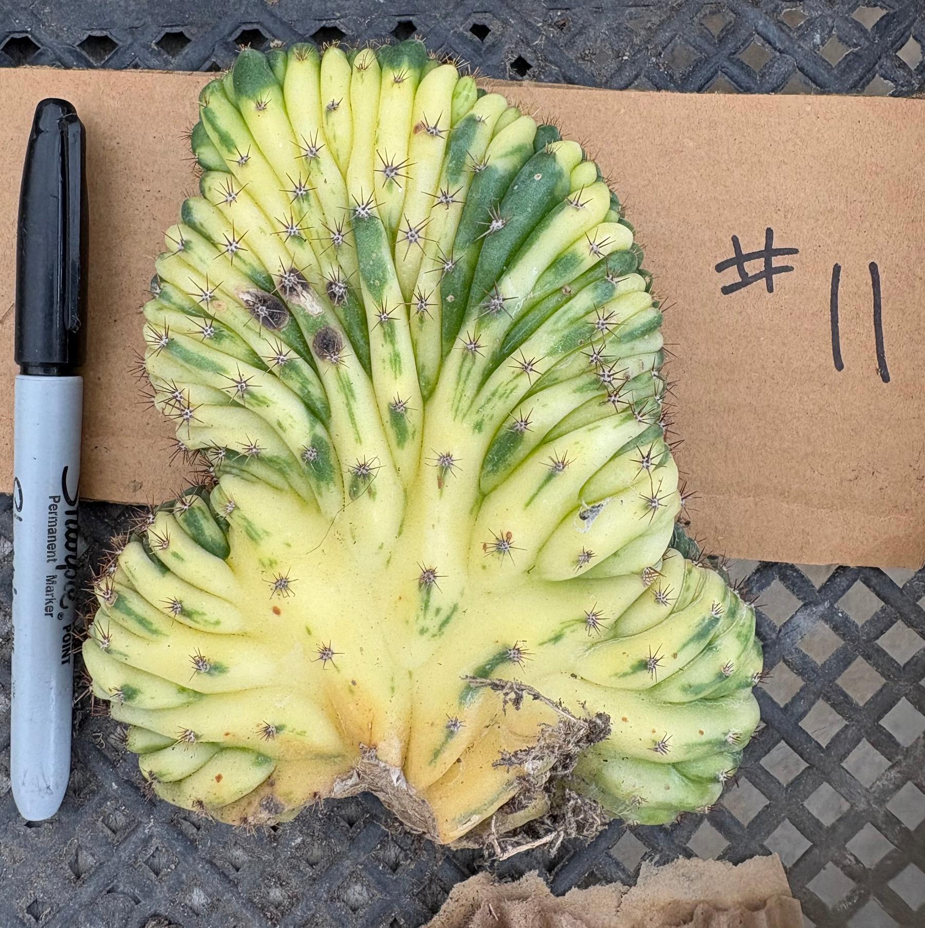 #EC260 EXACT Trichocereus Pachanoi Variegated & Crested Cactus BareRoot-Cactus - Large - Exact-The Succulent Source