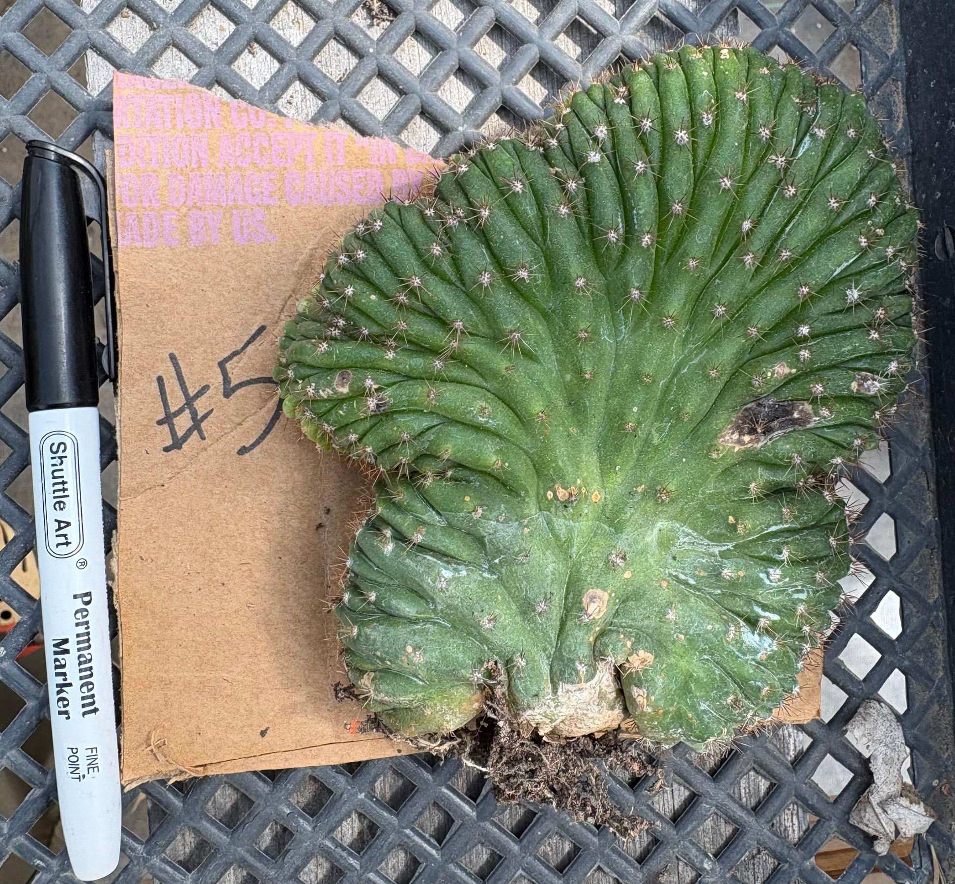 #EC260 EXACT Trichocereus Pachanoi Variegated & Crested Cactus BareRoot-Cactus - Large - Exact-The Succulent Source