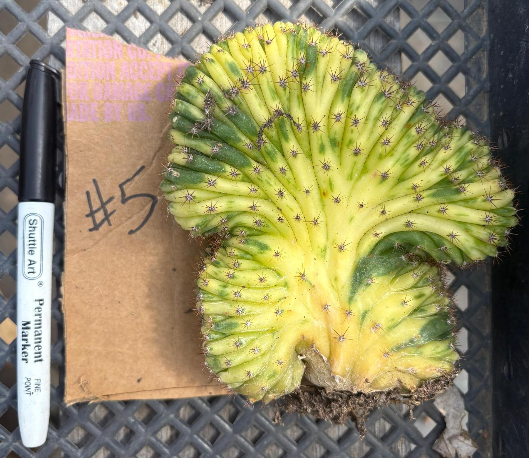 #EC260 EXACT Trichocereus Pachanoi Variegated & Crested Cactus BareRoot-Cactus - Large - Exact-The Succulent Source