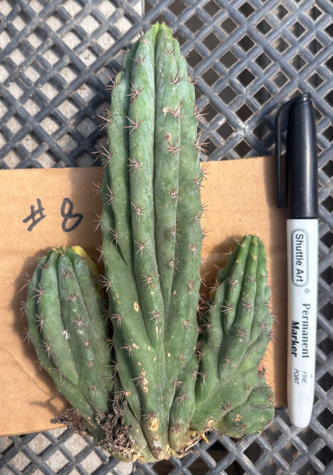#EC260 EXACT Trichocereus Pachanoi Variegated & Crested Cactus BareRoot-Cactus - Large - Exact-The Succulent Source