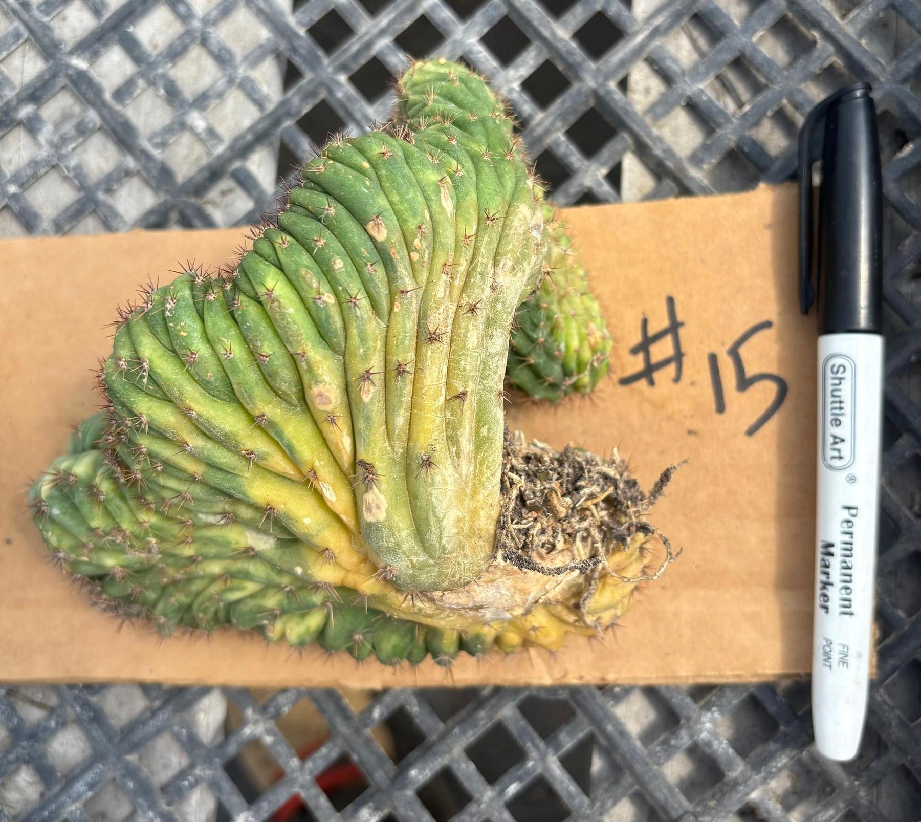 #EC260 EXACT Trichocereus Pachanoi Variegated & Crested Cactus BareRoot-Cactus - Large - Exact-The Succulent Source