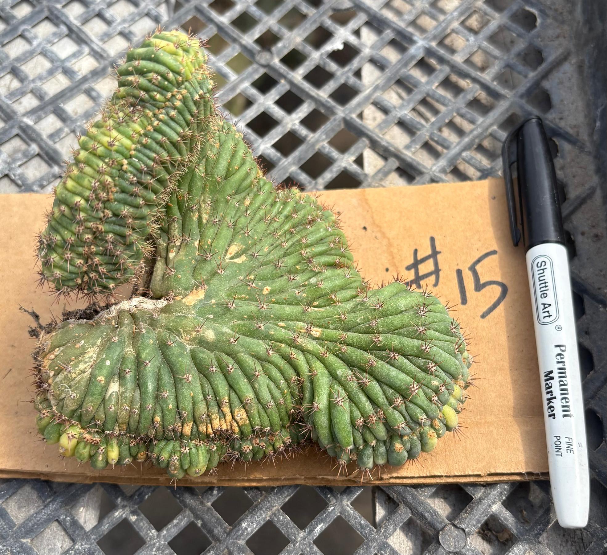 #EC260 EXACT Trichocereus Pachanoi Variegated & Crested Cactus BareRoot-Cactus - Large - Exact-The Succulent Source