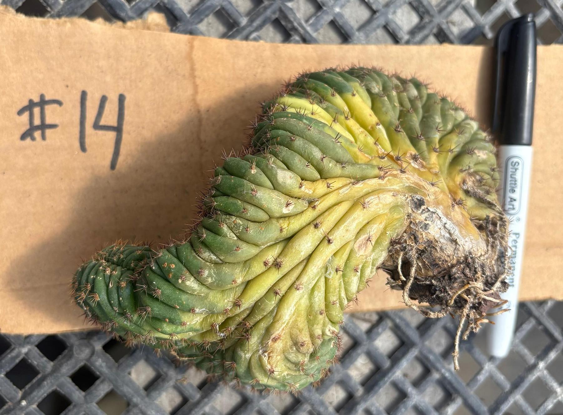 #EC260 EXACT Trichocereus Pachanoi Variegated & Crested Cactus BareRoot-Cactus - Large - Exact-The Succulent Source