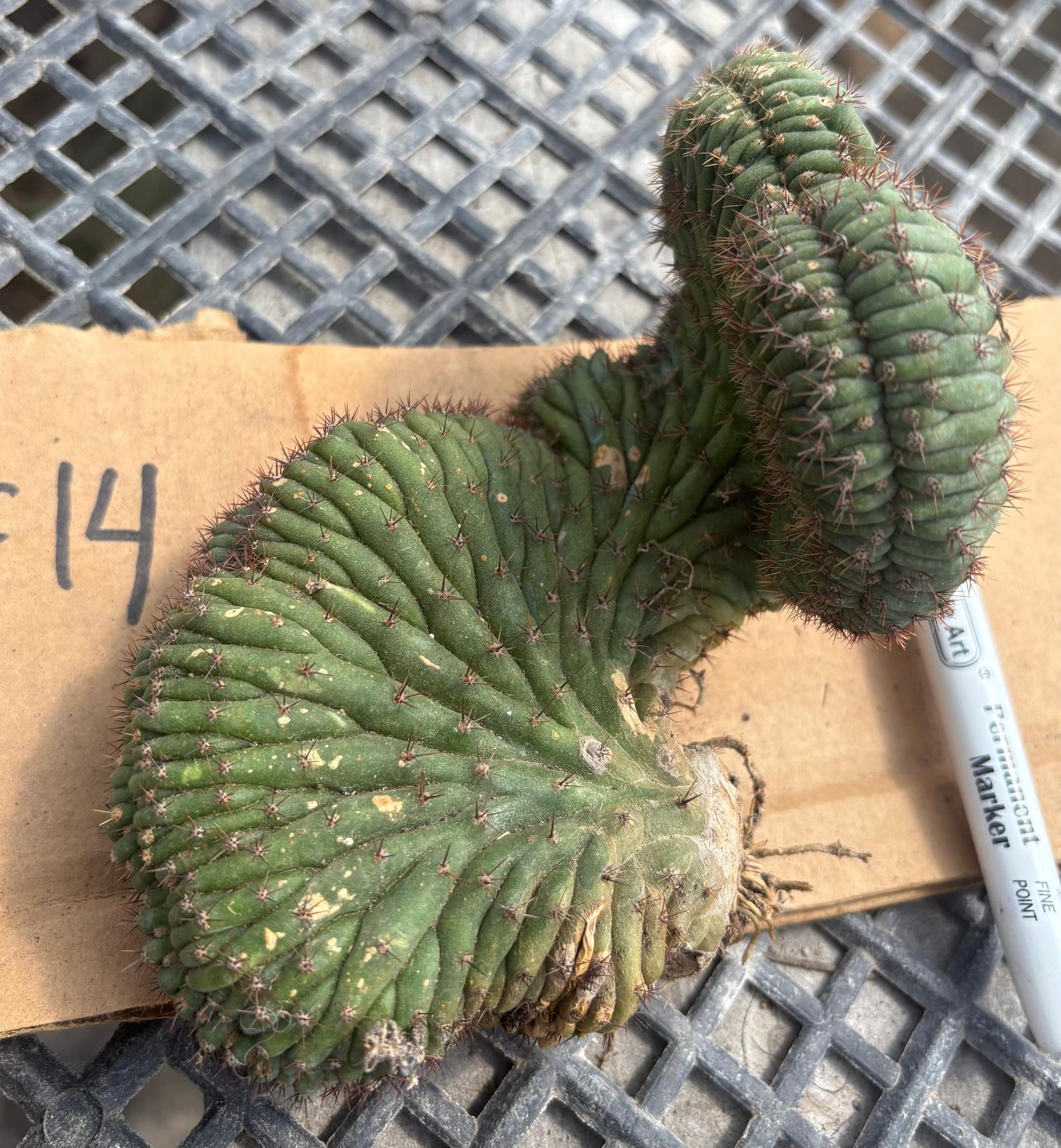 #EC260 EXACT Trichocereus Pachanoi Variegated & Crested Cactus BareRoot-Cactus - Large - Exact-The Succulent Source