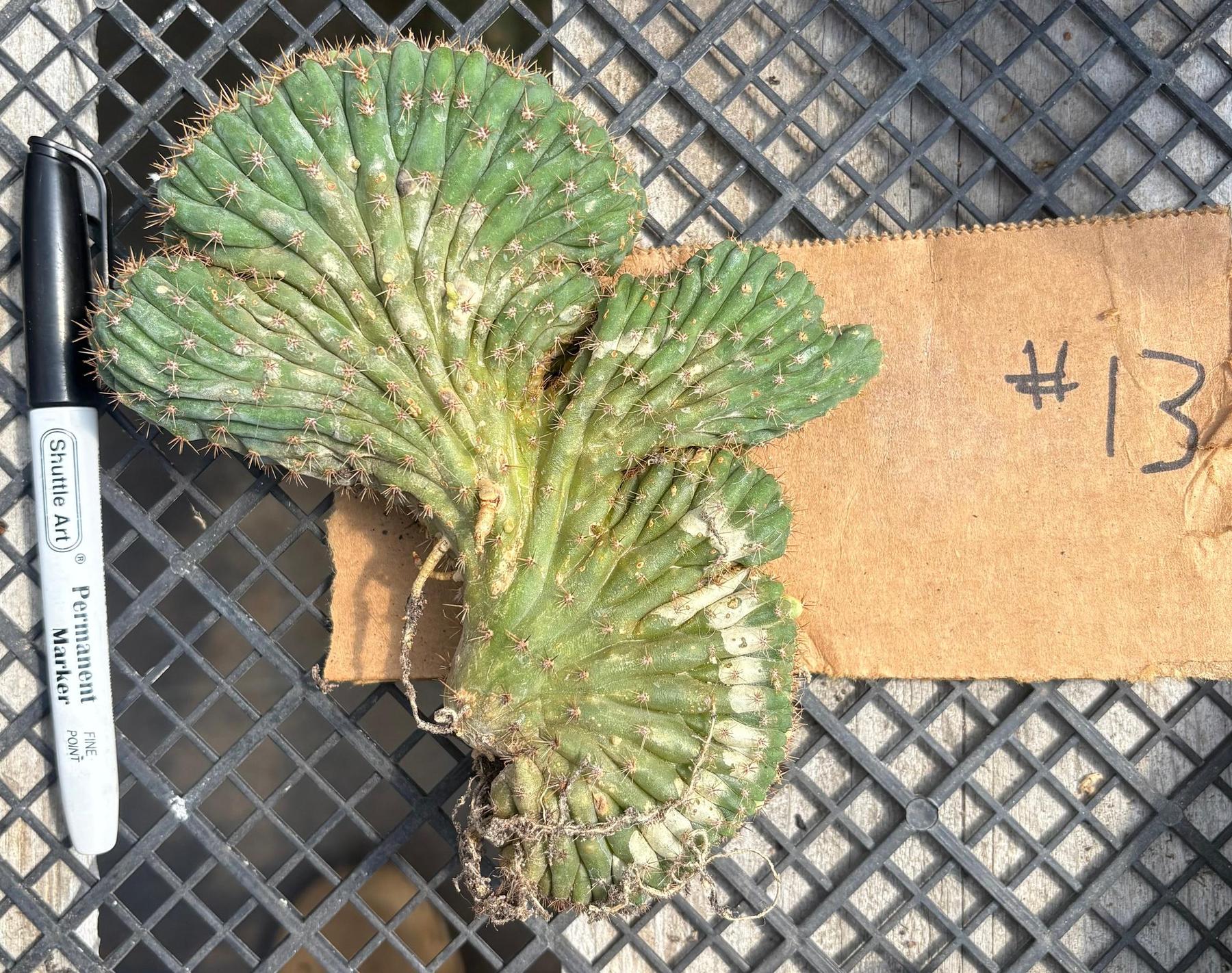 #EC260 EXACT Trichocereus Pachanoi Variegated & Crested Cactus BareRoot-Cactus - Large - Exact-The Succulent Source