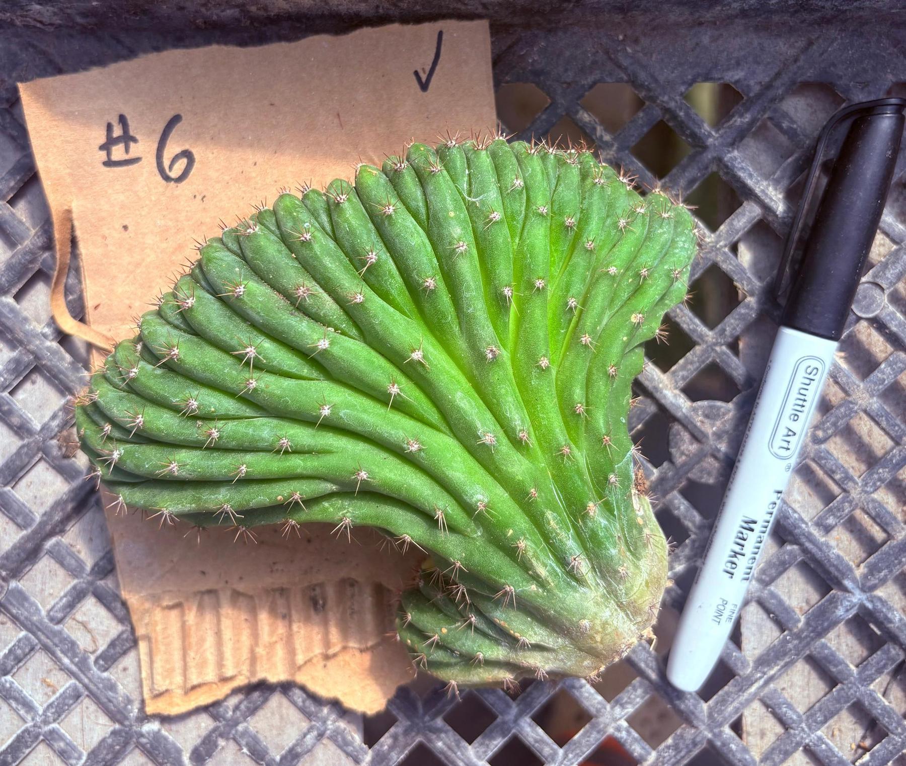 #EC260 EXACT Trichocereus Pachanoi Variegated & Crested Cactus BareRoot-Cactus - Large - Exact-The Succulent Source