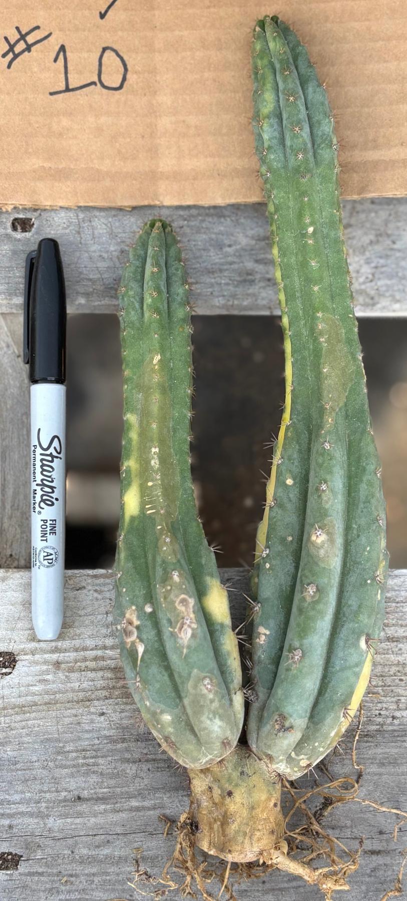 #EC260 EXACT Trichocereus Pachanoi Variegated & Crested Cactus BareRoot-Cactus - Large - Exact-The Succulent Source
