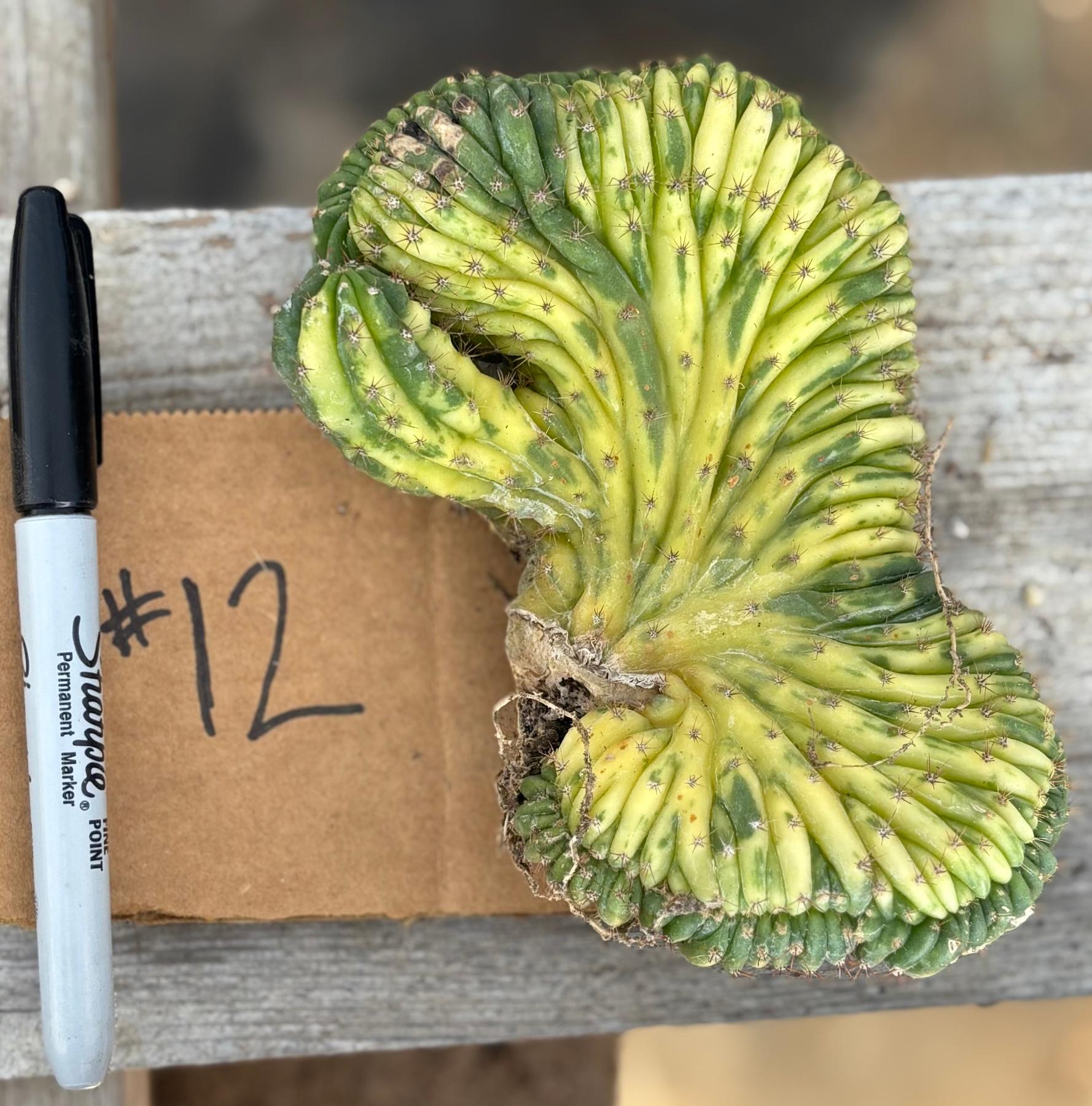 #EC260 EXACT Trichocereus Pachanoi Variegated & Crested Cactus BareRoot-Cactus - Large - Exact-The Succulent Source