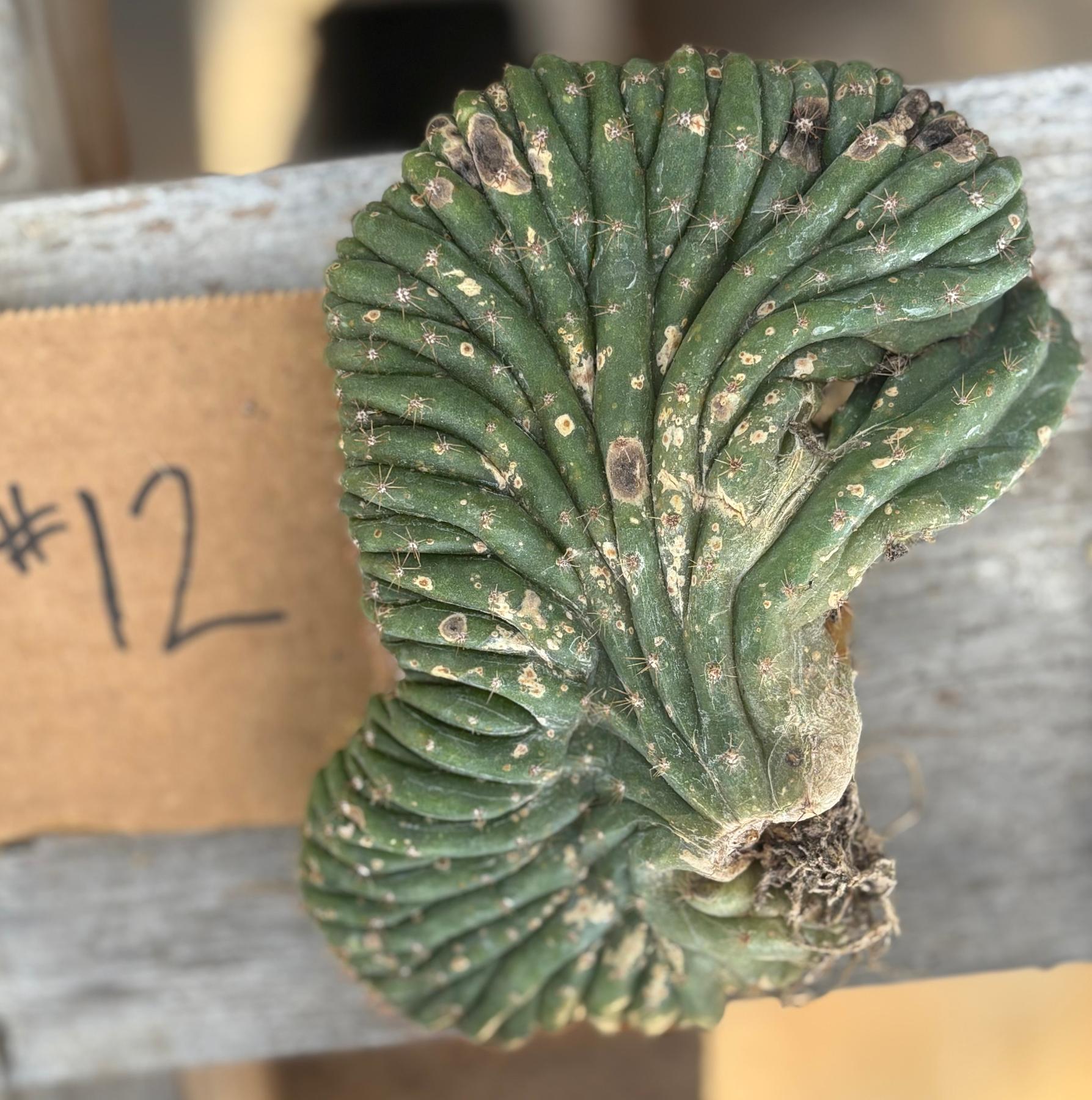 #EC260 EXACT Trichocereus Pachanoi Variegated & Crested Cactus BareRoot-Cactus - Large - Exact-The Succulent Source