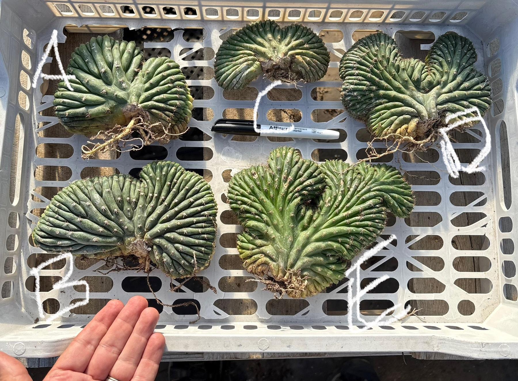 #EC260 EXACT Trichocereus Pachanoi Variegated & Crested Cactus BareRoot-Cactus - Large - Exact-The Succulent Source