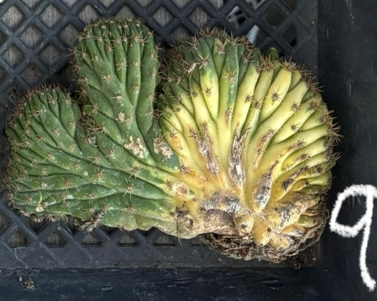 #EC260 EXACT Trichocereus Pachanoi Variegated & Crested Cactus BareRoot-Cactus - Large - Exact-The Succulent Source