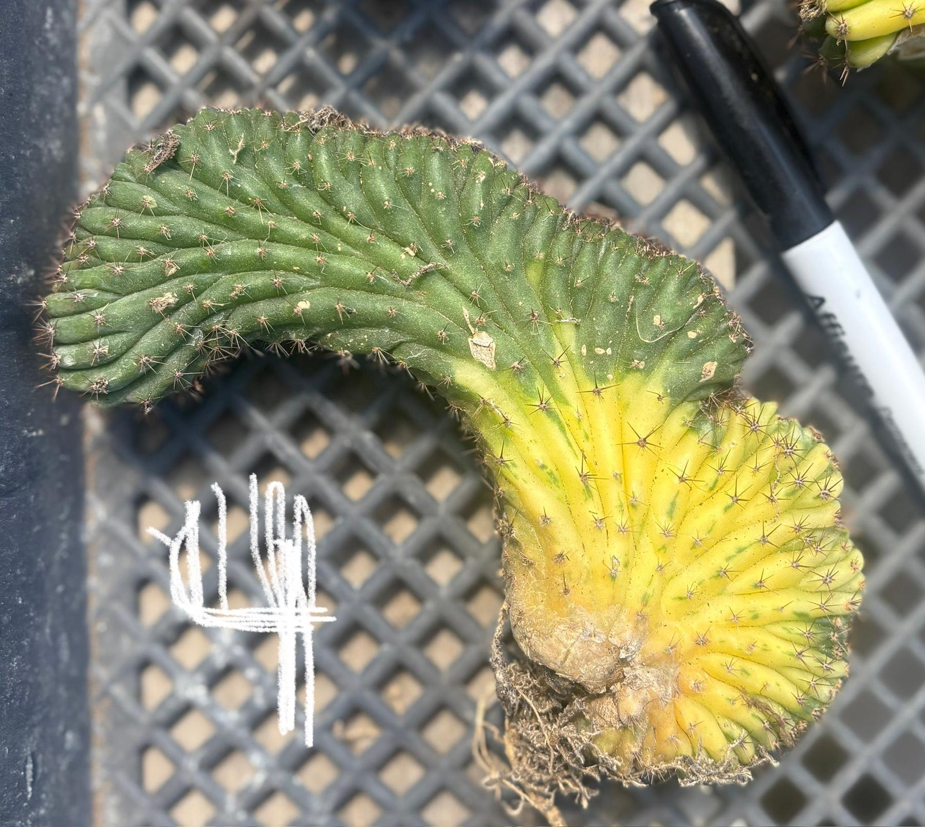#EC260 EXACT Trichocereus Pachanoi Variegated & Crested Cactus BareRoot-Cactus - Large - Exact-The Succulent Source