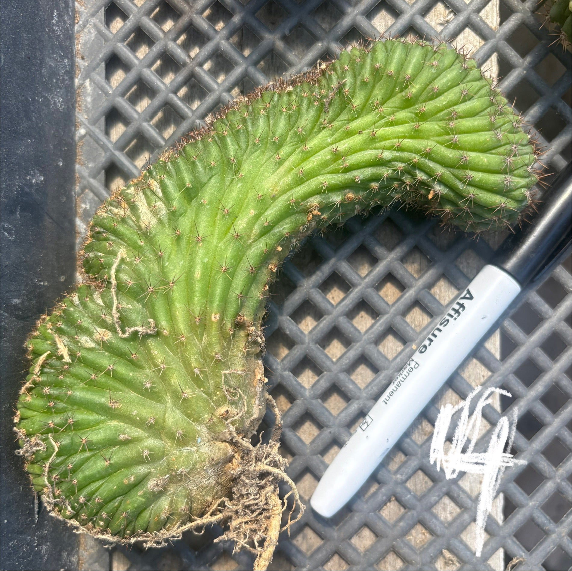 #EC260 EXACT Trichocereus Pachanoi Variegated & Crested Cactus BareRoot-Cactus - Large - Exact-The Succulent Source