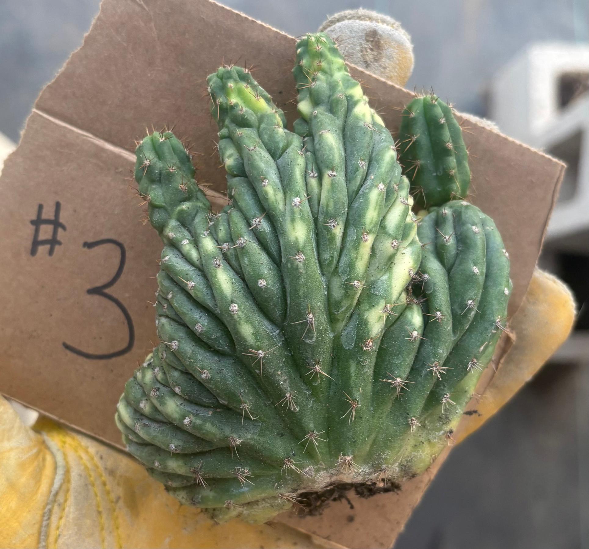 #EC260 EXACT Trichocereus Pachanoi Variegated & Crested Cactus BareRoot-Cactus - Large - Exact-The Succulent Source