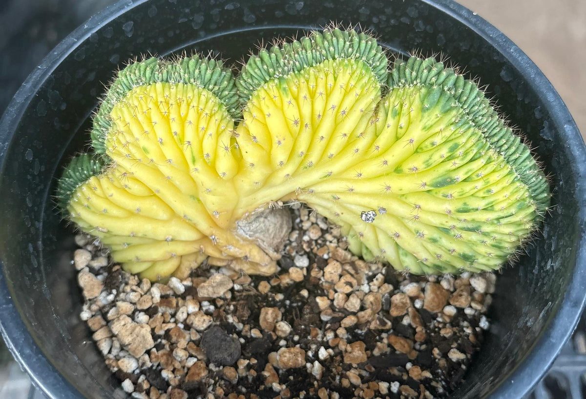 #EC260 EXACT Trichocereus Pachanoi Variegated & Crested Cactus BareRoot-Cactus - Large - Exact-The Succulent Source