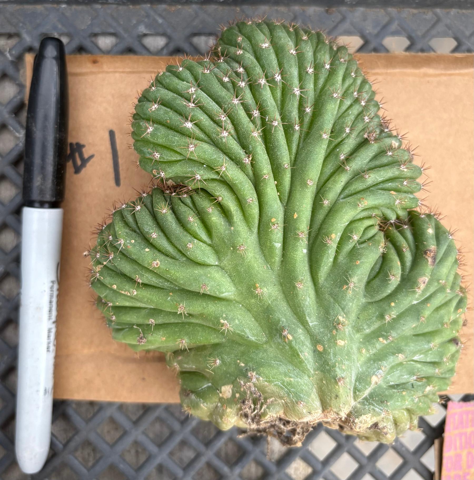 #EC260 EXACT Trichocereus Pachanoi Variegated & Crested Cactus BareRoot-Cactus - Large - Exact-The Succulent Source