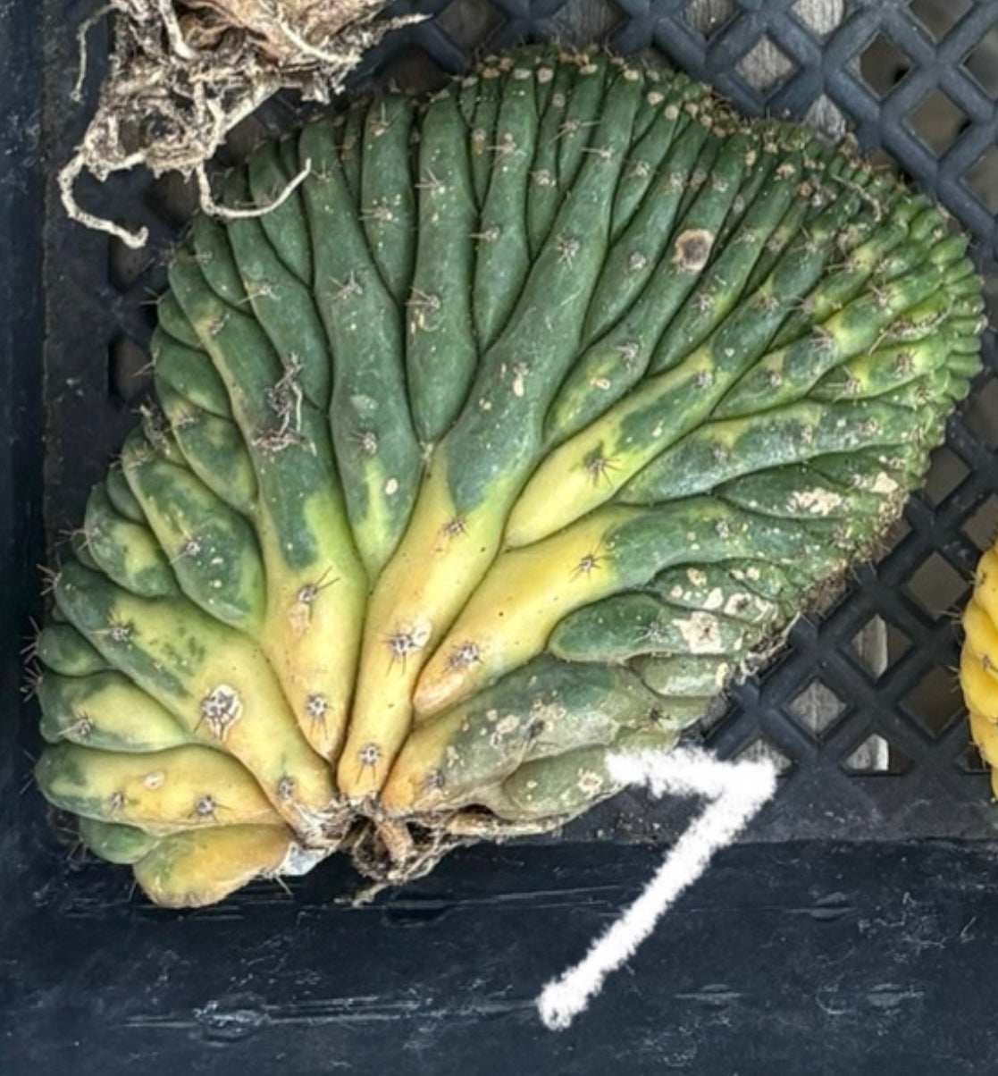 #EC260 EXACT Trichocereus Pachanoi Variegated & Crested Cactus BareRoot-Cactus - Large - Exact-The Succulent Source