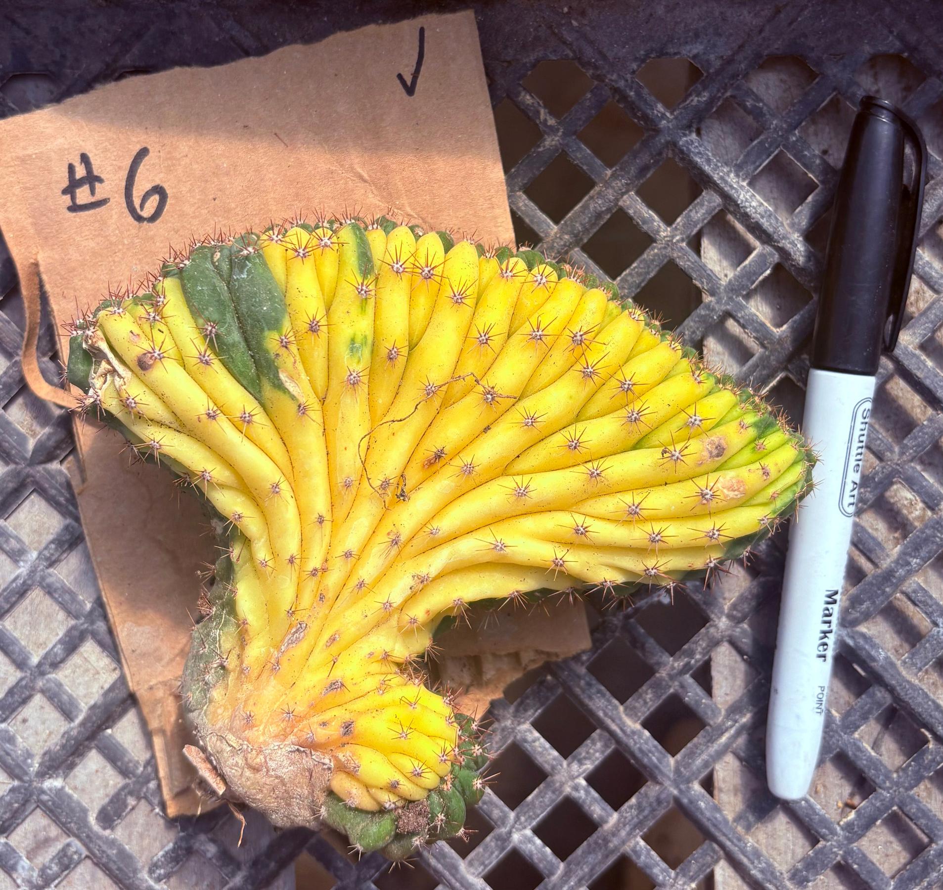 #EC260 EXACT Trichocereus Pachanoi Variegated & Crested Cactus BareRoot-Cactus - Large - Exact-The Succulent Source