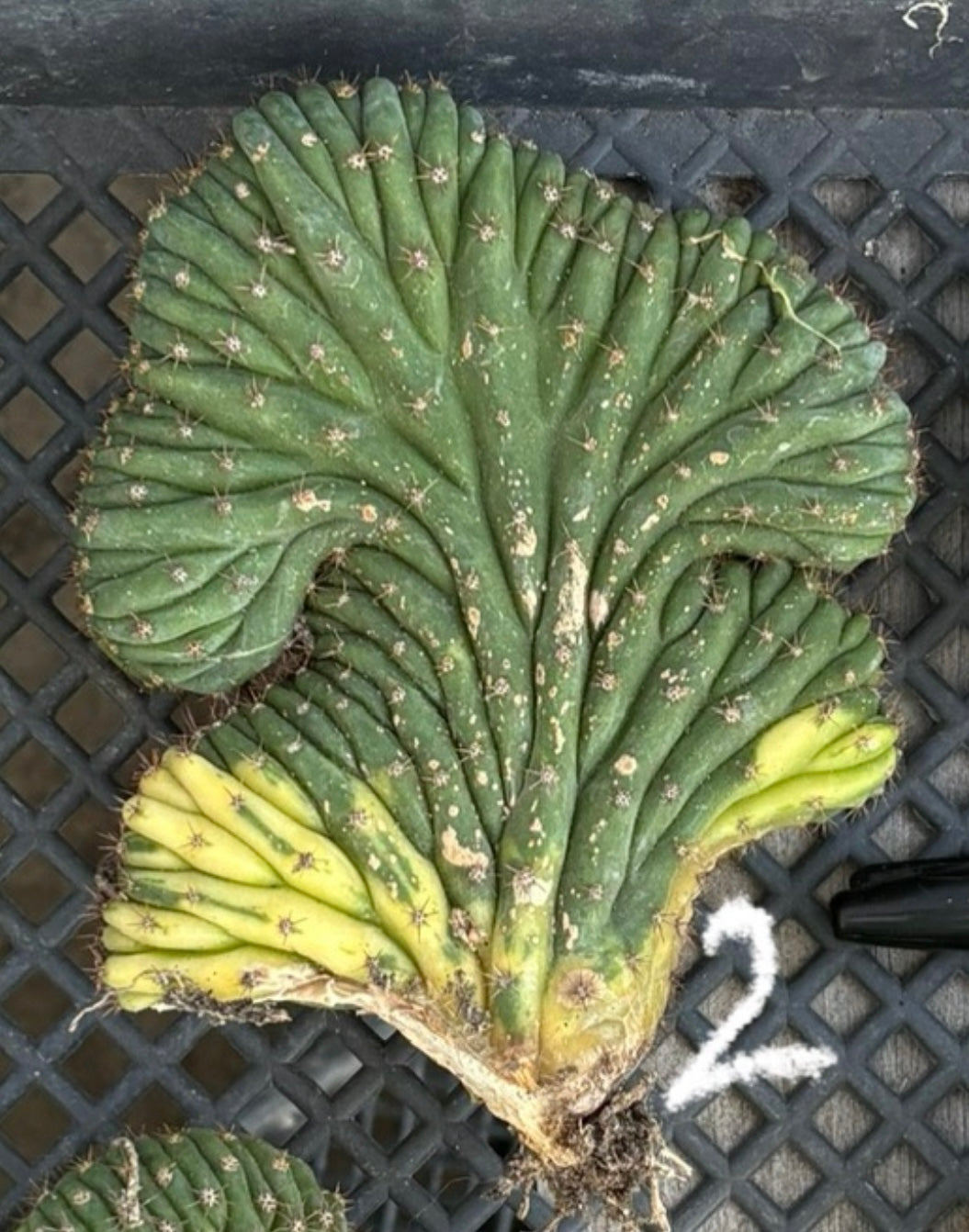 #EC260 EXACT Trichocereus Pachanoi Variegated & Crested Cactus BareRoot-Cactus - Large - Exact-The Succulent Source