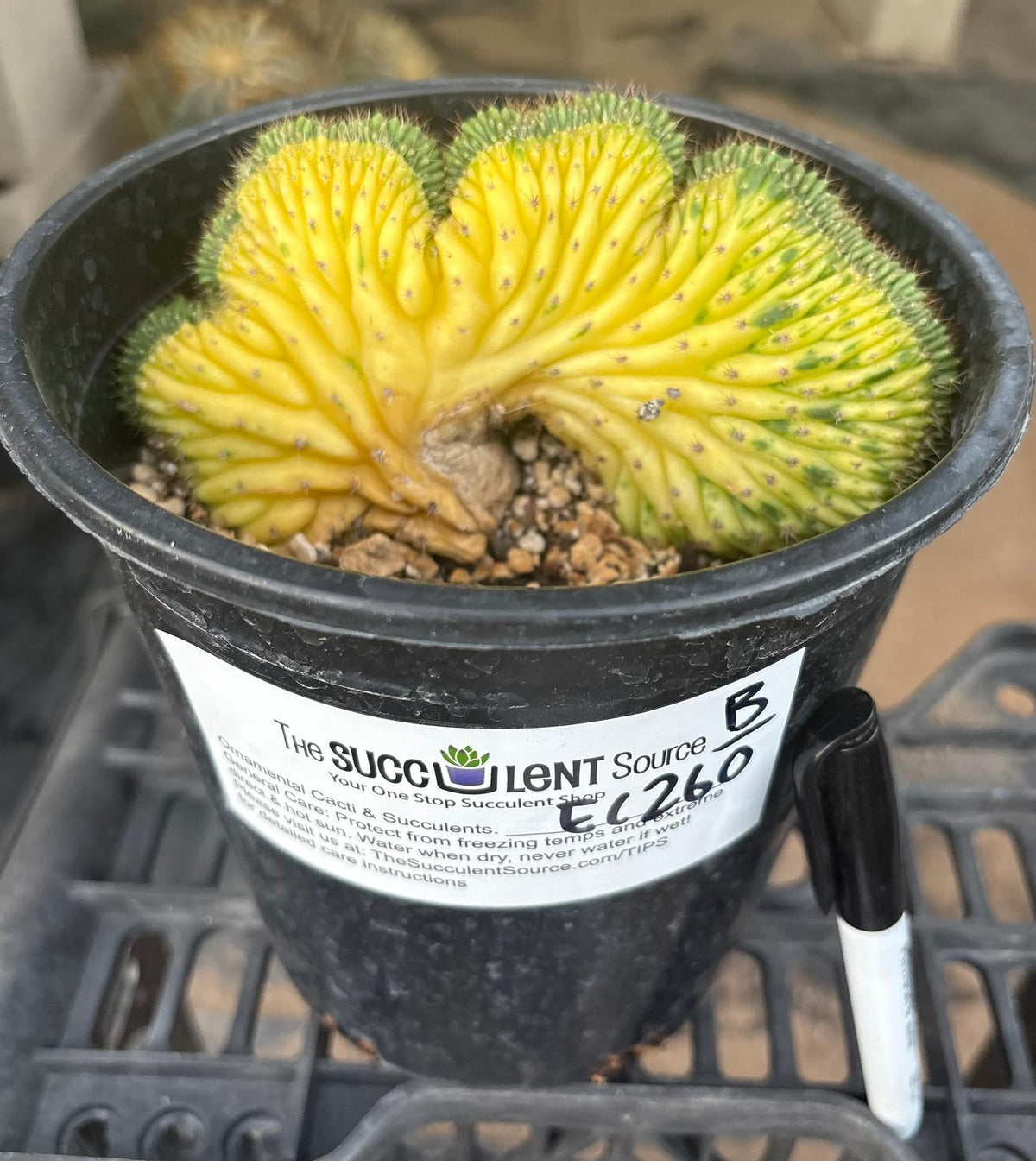 #EC260 EXACT Trichocereus Pachanoi Variegated & Crested Cactus BareRoot-Cactus - Large - Exact-The Succulent Source