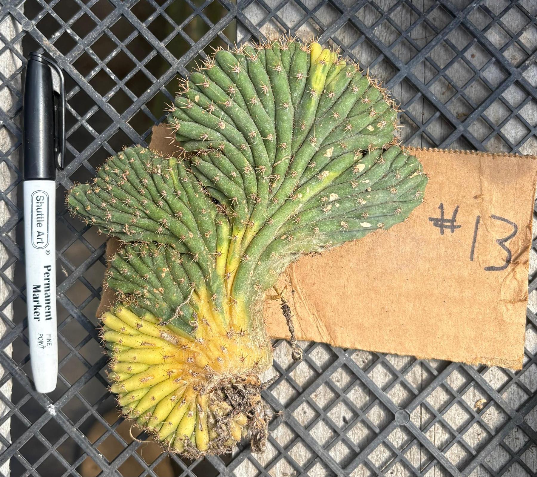 #EC260 EXACT Trichocereus Pachanoi Variegated & Crested Cactus BareRoot-Cactus - Large - Exact-The Succulent Source
