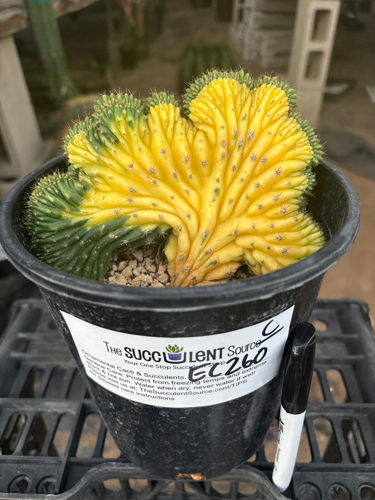 #EC260 EXACT Trichocereus Pachanoi Variegated & Crested Cactus BareRoot-Cactus - Large - Exact-The Succulent Source