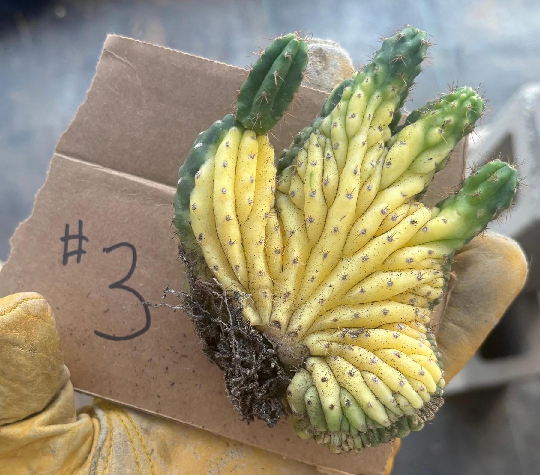 #EC260 EXACT Trichocereus Pachanoi Variegated & Crested Cactus BareRoot-Cactus - Large - Exact-The Succulent Source
