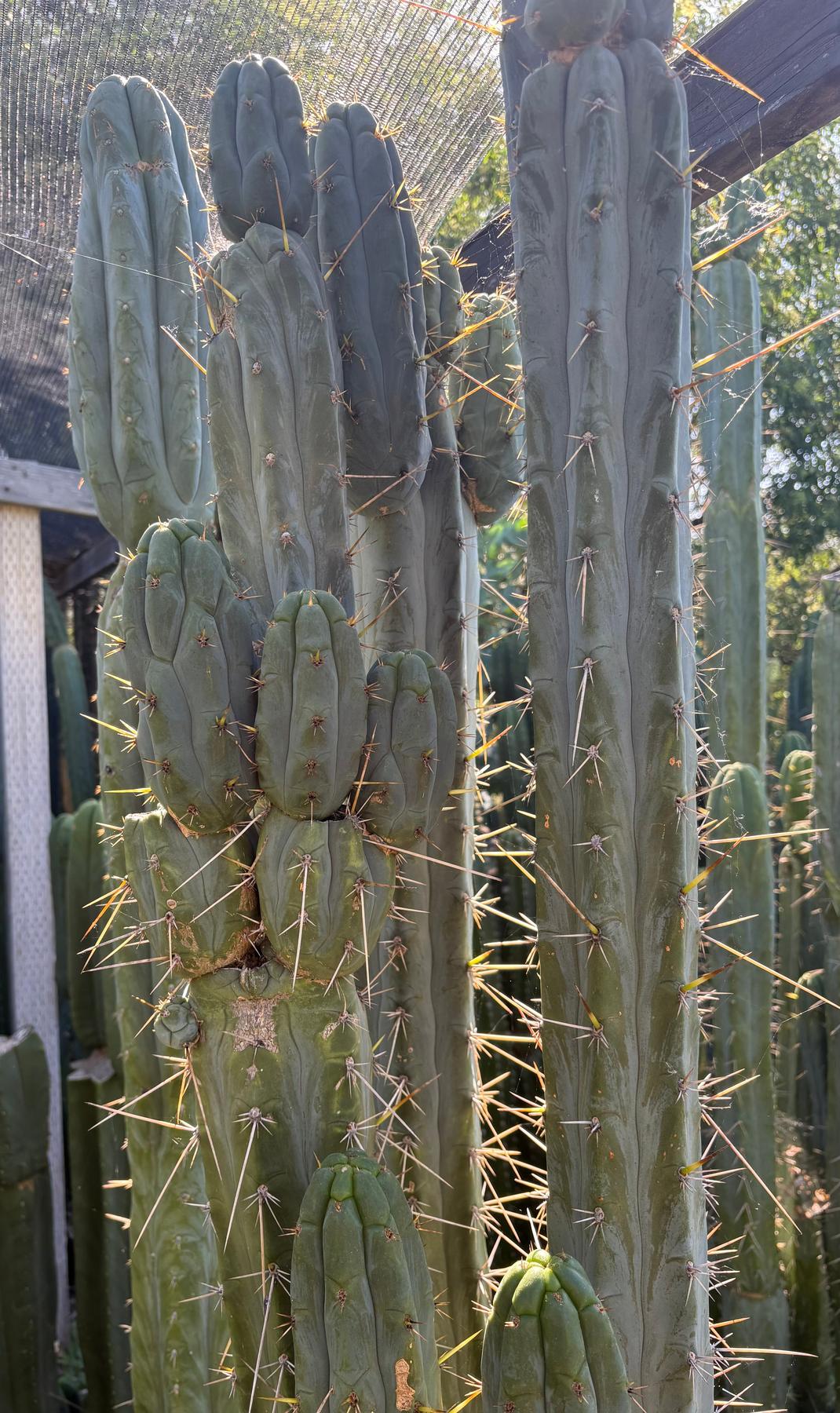 the succulent source #EC261 Trichocereus Peruvianus X Bridgesii “Swerve” Cactus Cutting 8-10”