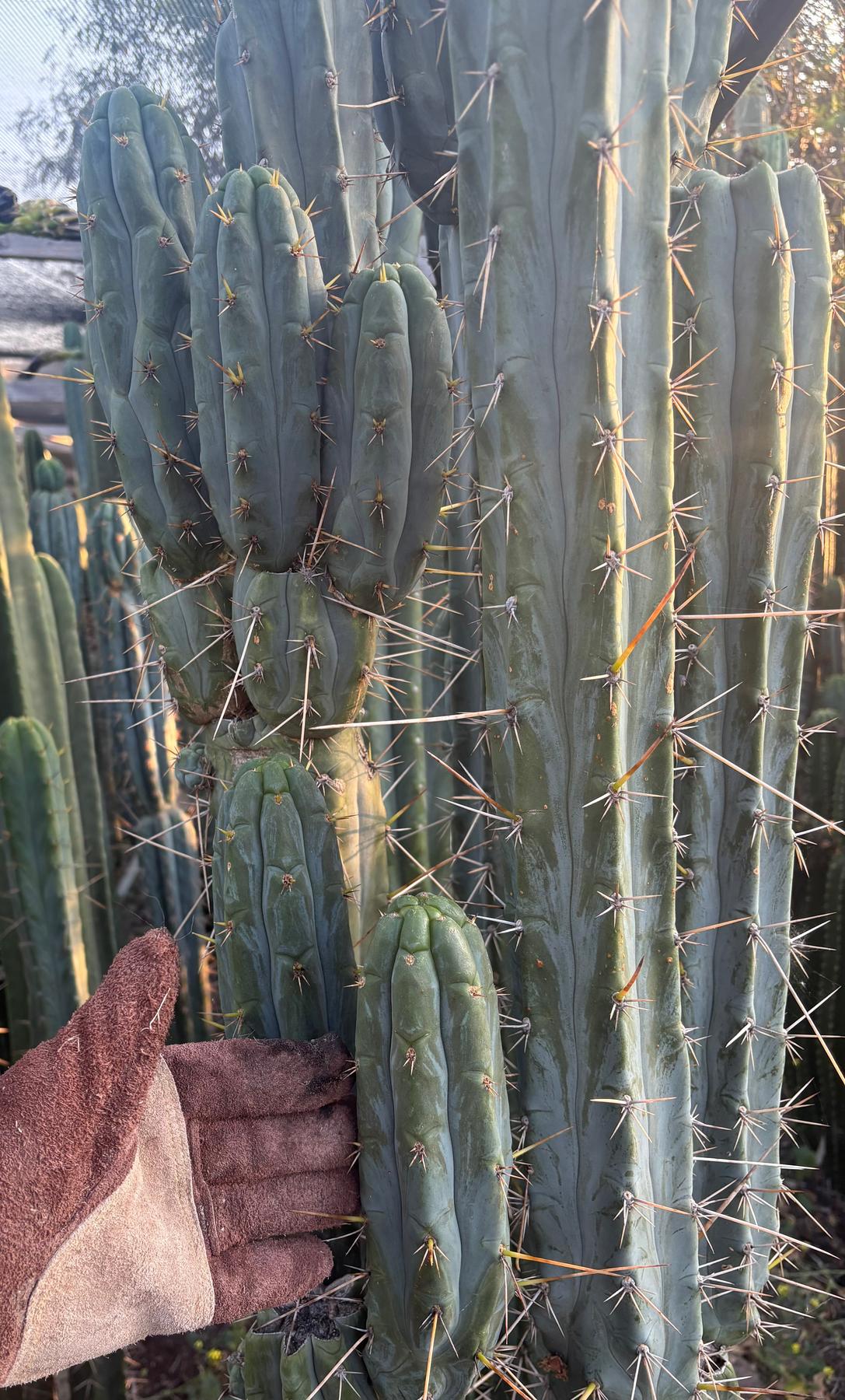 #EC261 Trichocereus Peruvianus X Bridgesii “Swerve” Cactus 8”-Cactus - Large - Exact-The Succulent Source