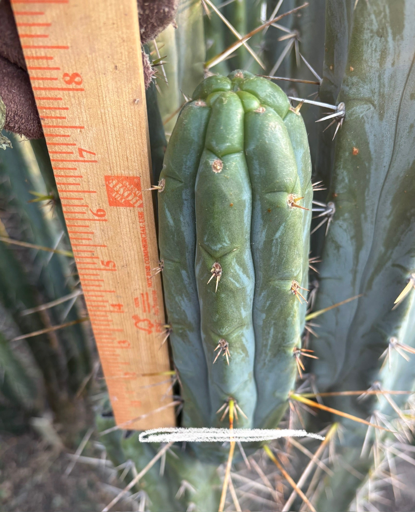 #EC261 Trichocereus Peruvianus X Bridgesii “Swerve” Cactus 8”-Cactus - Large - Exact-The Succulent Source