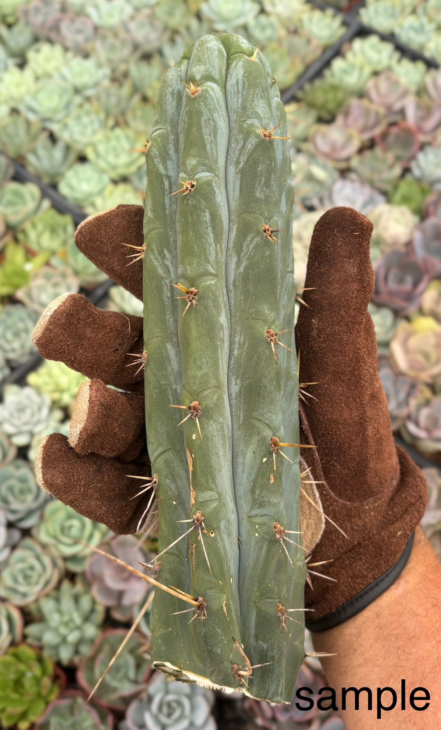 #EC261 Trichocereus Peruvianus X Bridgesii “Swerve” Cactus Cutting 8”-Cactus - Large - Exact-The Succulent Source