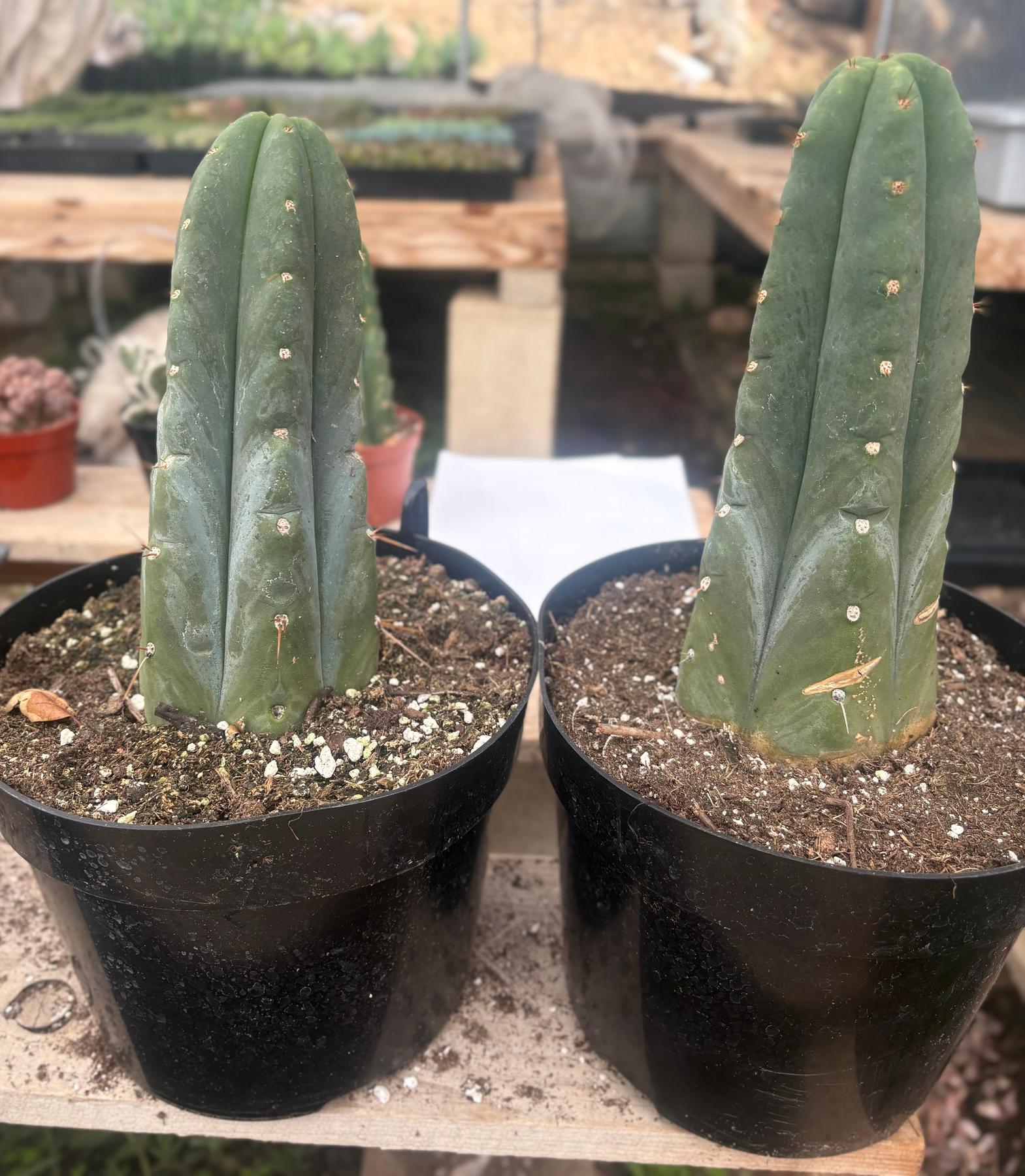 #EC262 EXACT Trichocereus Huanu aka Huanucoensis 8” potted-Cactus - Large - Exact-The Succulent Source
