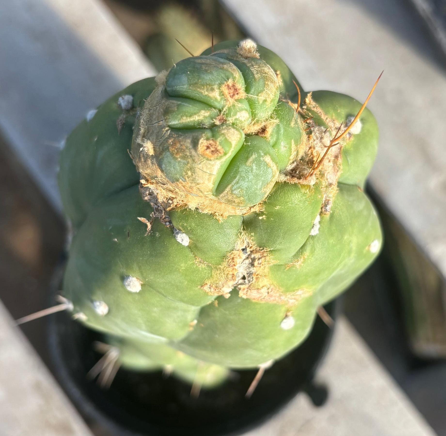 #EC262 EXACT Trichocereus Jiimz Huanucoensis 12”-Cactus - Large - Exact-The Succulent Source