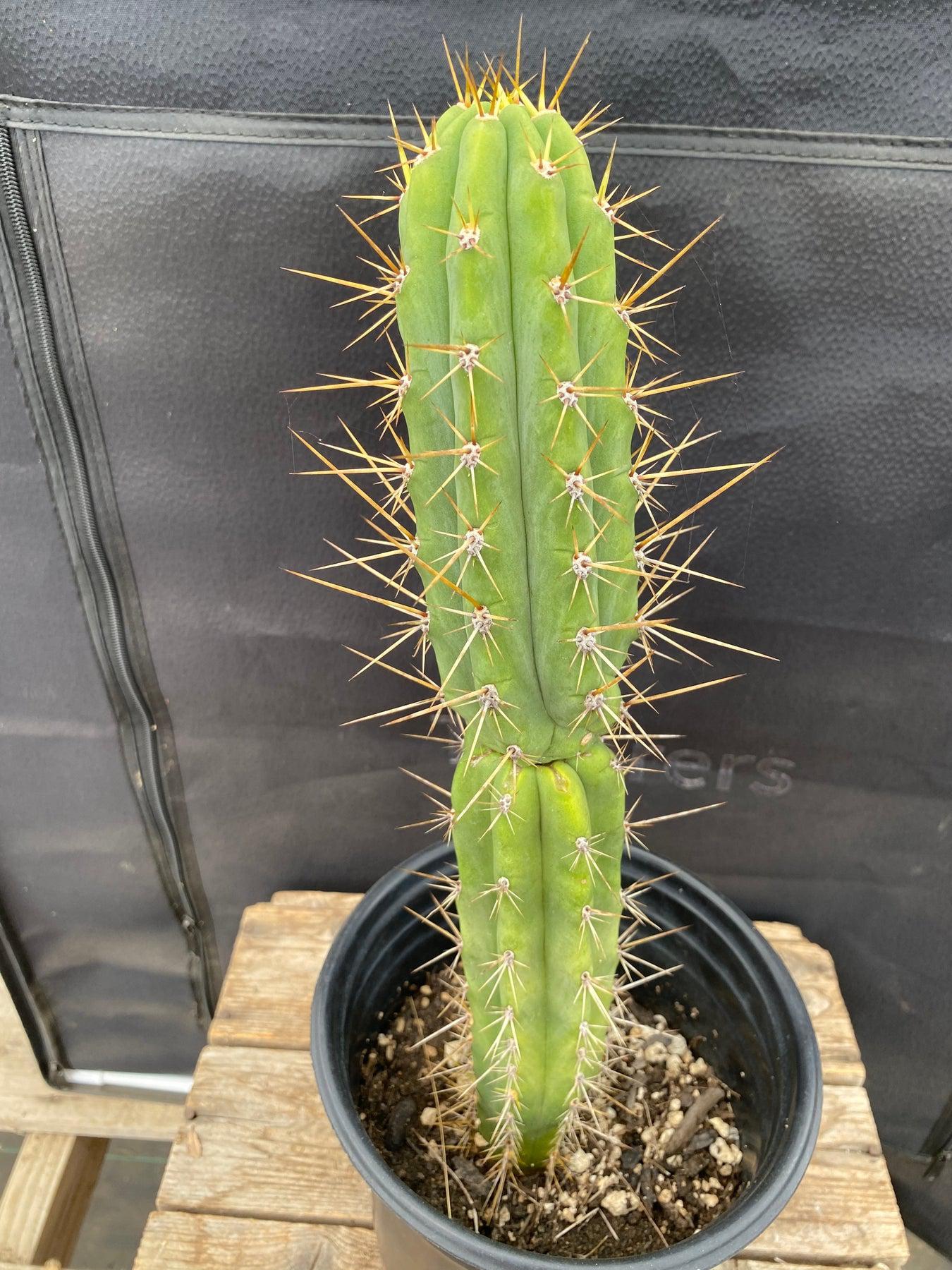 #EC263 EXACT Trichocereus SS0201 X Peruvianus Clyde Hybrid Cactus 13”-Cactus - Large - Exact-The Succulent Source