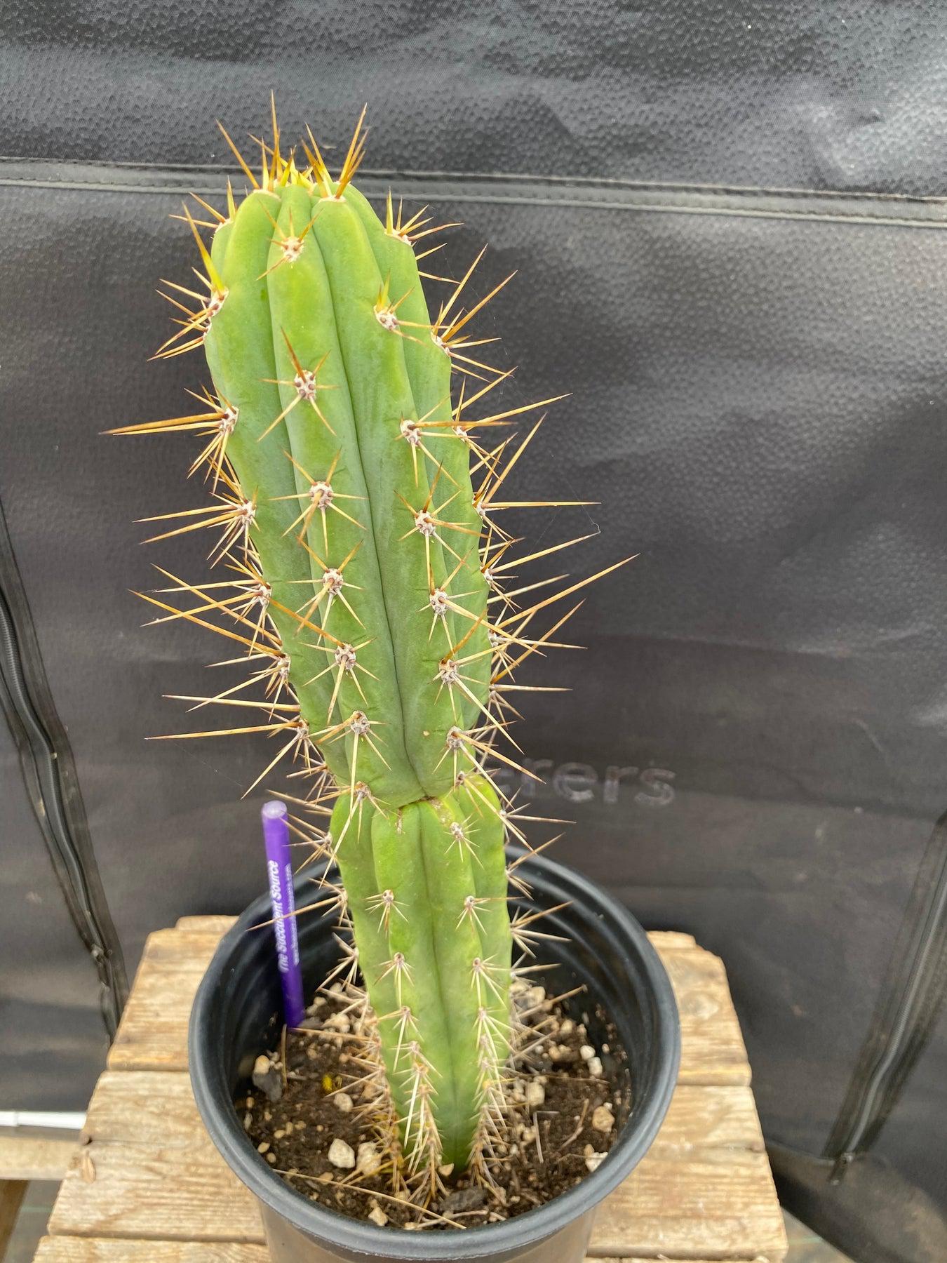 #EC263 EXACT Trichocereus SS0201 X Peruvianus Clyde Hybrid Cactus 13”-Cactus - Large - Exact-The Succulent Source
