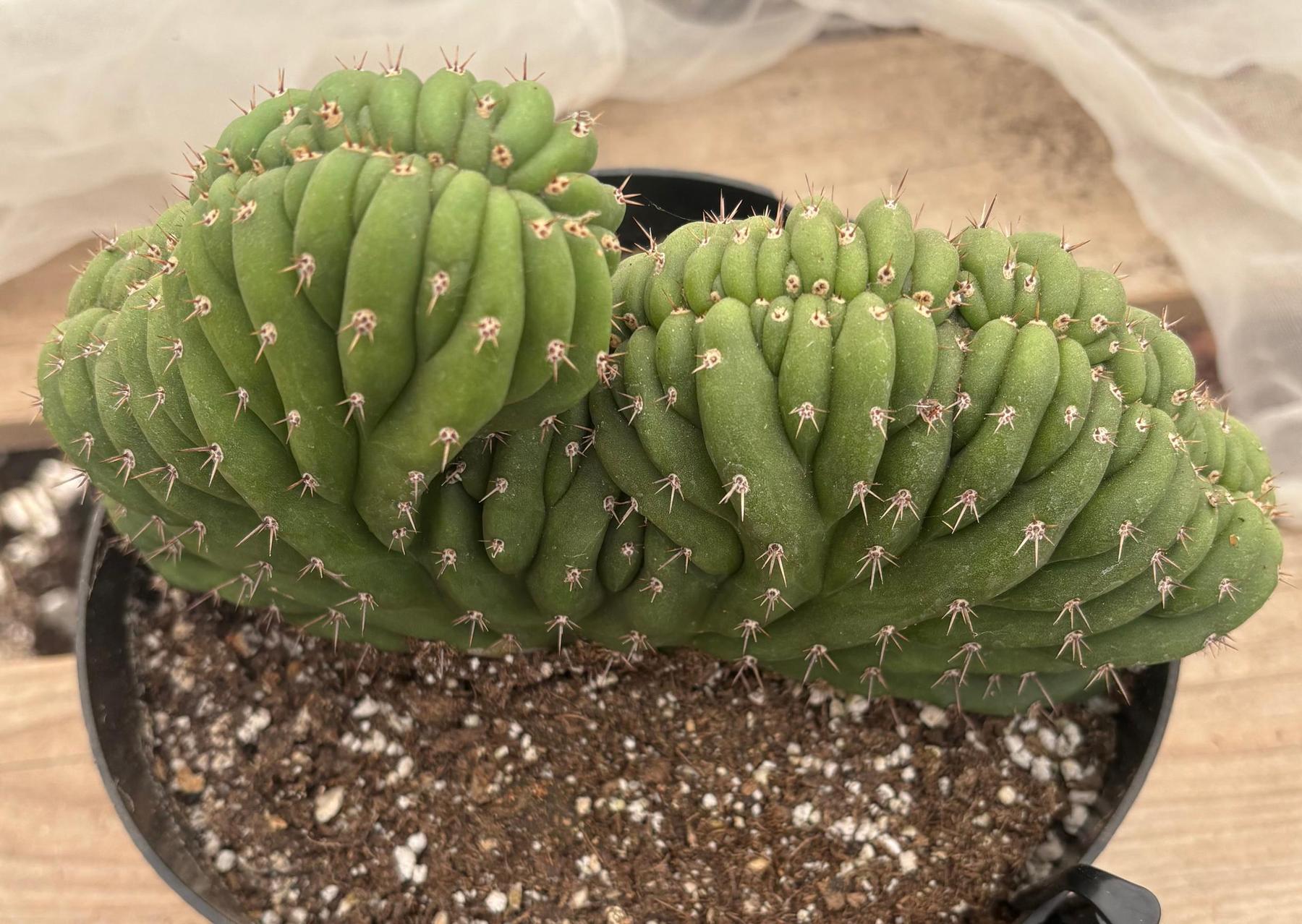 #EC264 EXACT Trichocereus Pachanoi Crested San Pedro Cactus-Cactus - Large - Exact-The Succulent Source