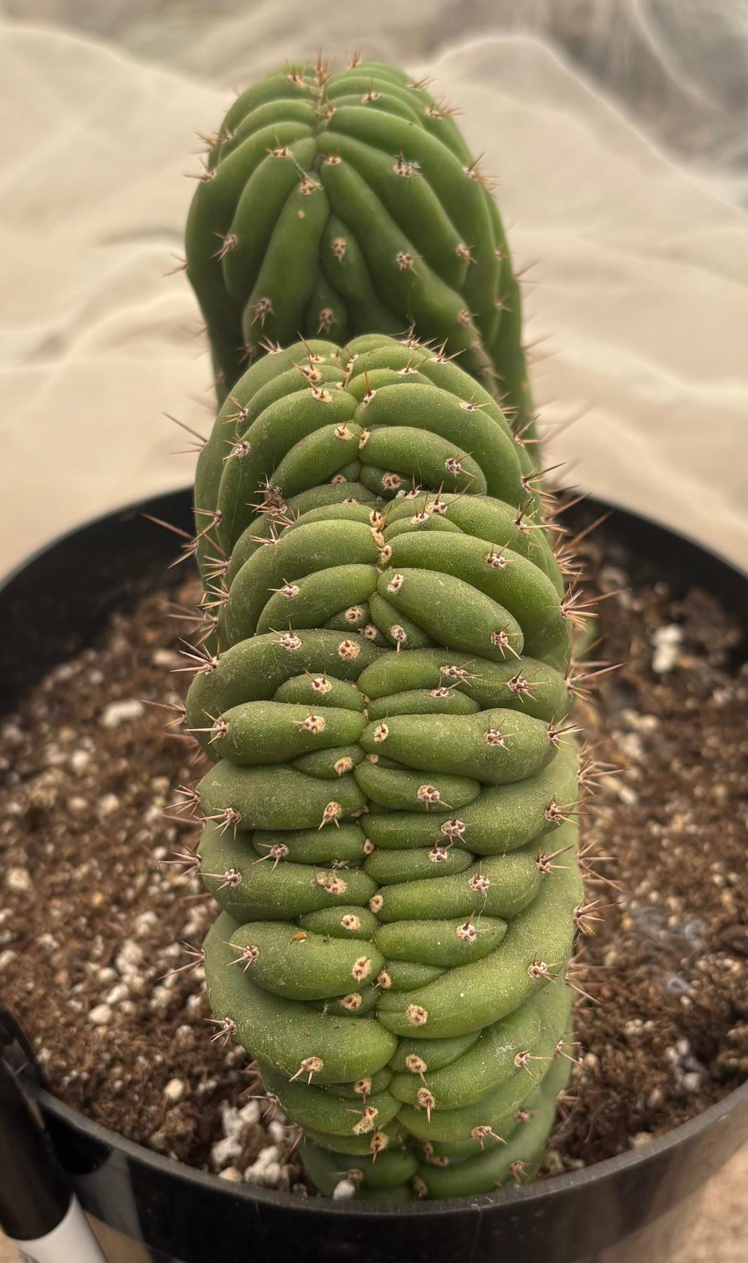 #EC264 EXACT Trichocereus Pachanoi Crested San Pedro Cactus-Cactus - Large - Exact-The Succulent Source