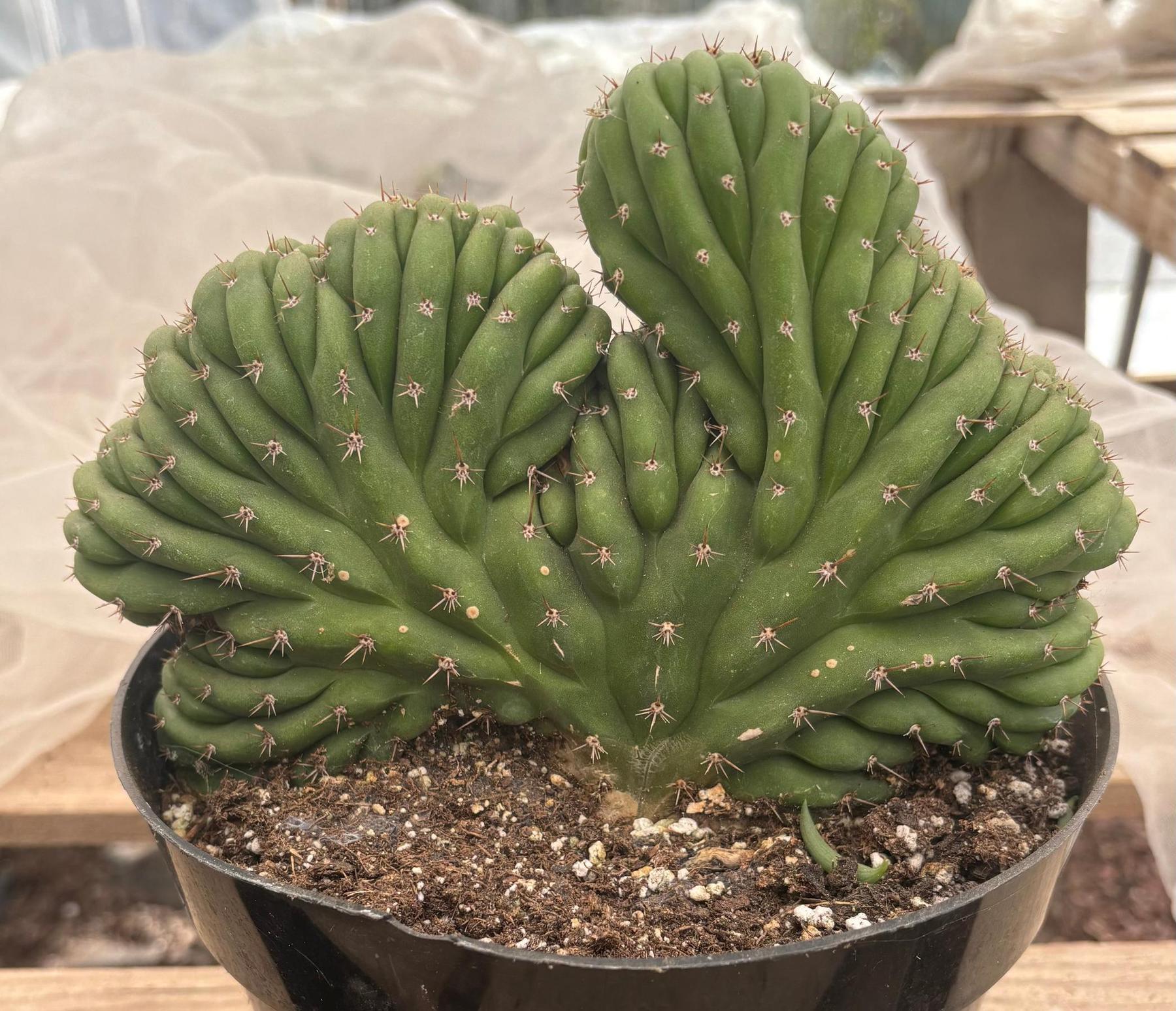 #EC264 EXACT Trichocereus Pachanoi Crested San Pedro Cactus-Cactus - Large - Exact-The Succulent Source
