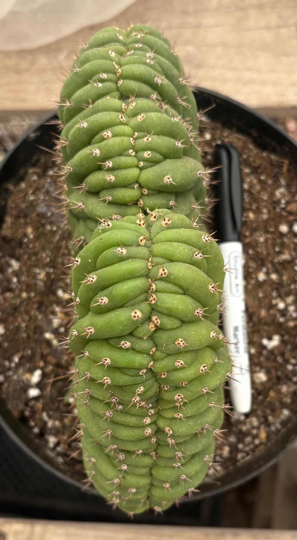 #EC264 EXACT Trichocereus Pachanoi Crested San Pedro Cactus-Cactus - Large - Exact-The Succulent Source