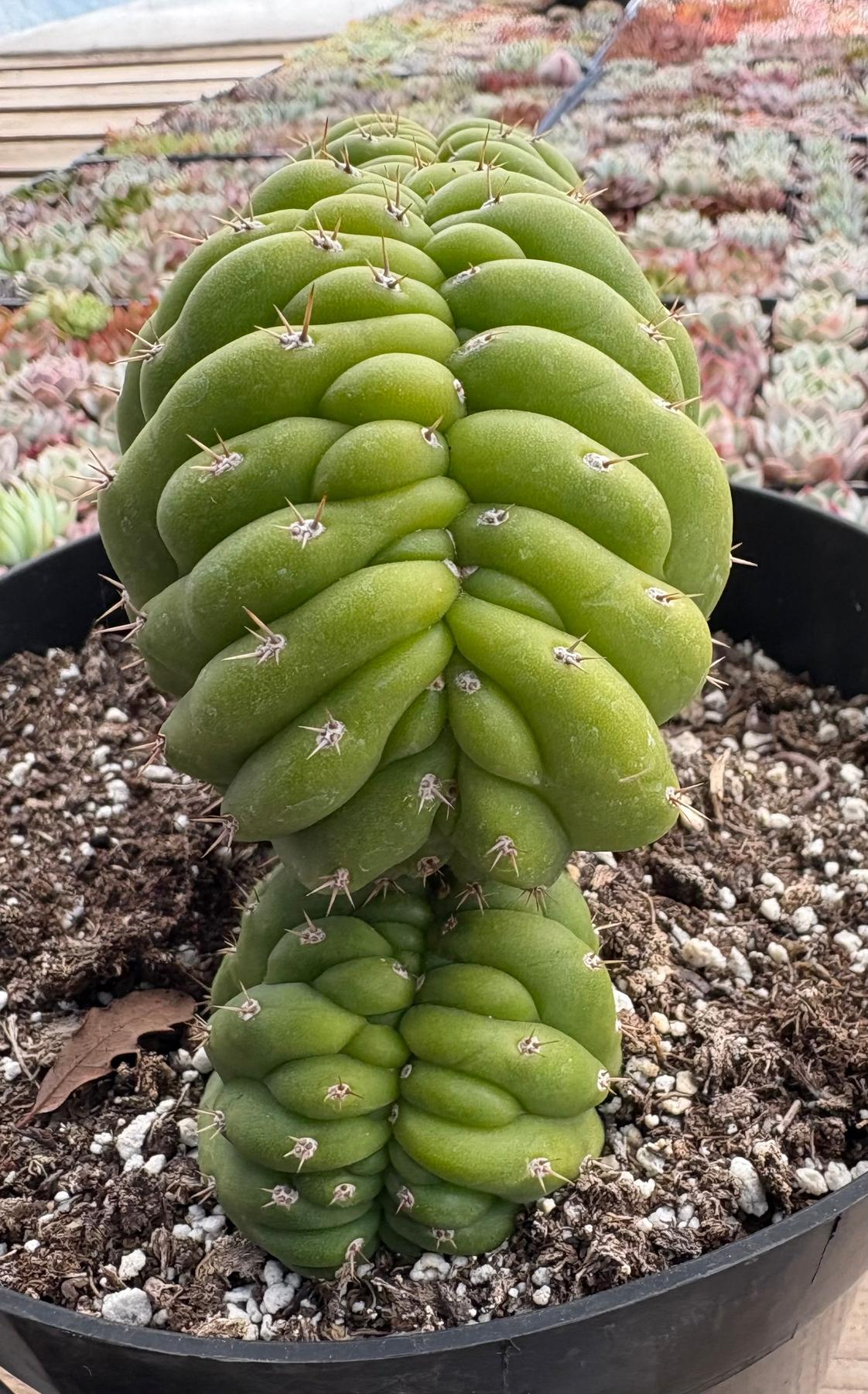 #EC264 EXACT Trichocereus Pachanoi Crested San Pedro Cactus-Cactus - Large - Exact-The Succulent Source