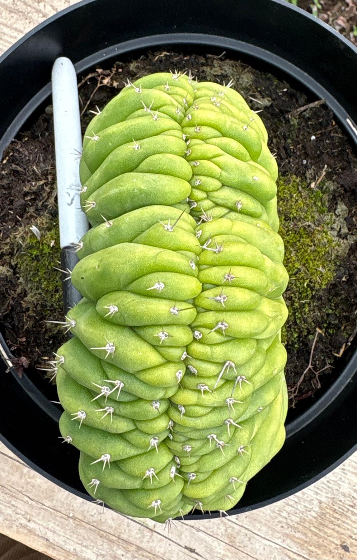 #EC264 EXACT Trichocereus Pachanoi Crested San Pedro Cactus-Cactus - Large - Exact-The Succulent Source