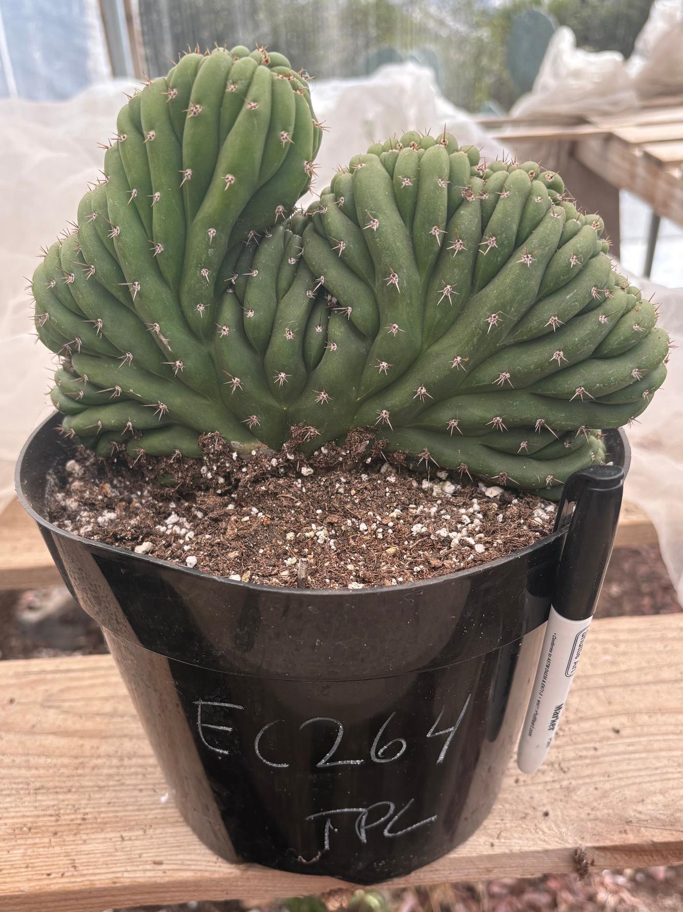 #EC264 EXACT Trichocereus Pachanoi Crested San Pedro Cactus-Cactus - Large - Exact-The Succulent Source